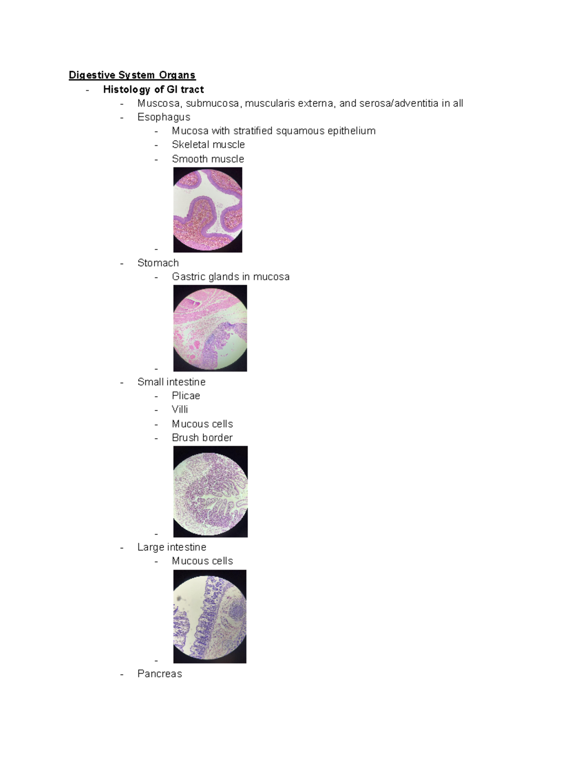 Anatomy 2 Lab Practical 2 Digestive System Organs Histology of