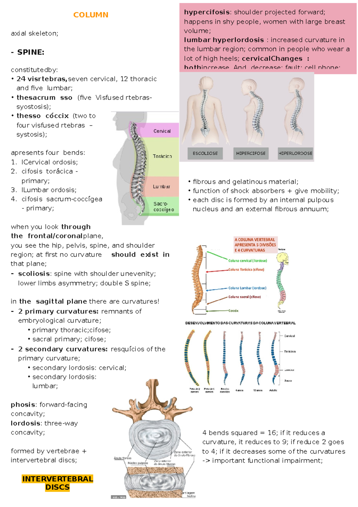 Column - Anatomia e Fisiologia Humana - COLUMN axial skeleton; - SPINE ...