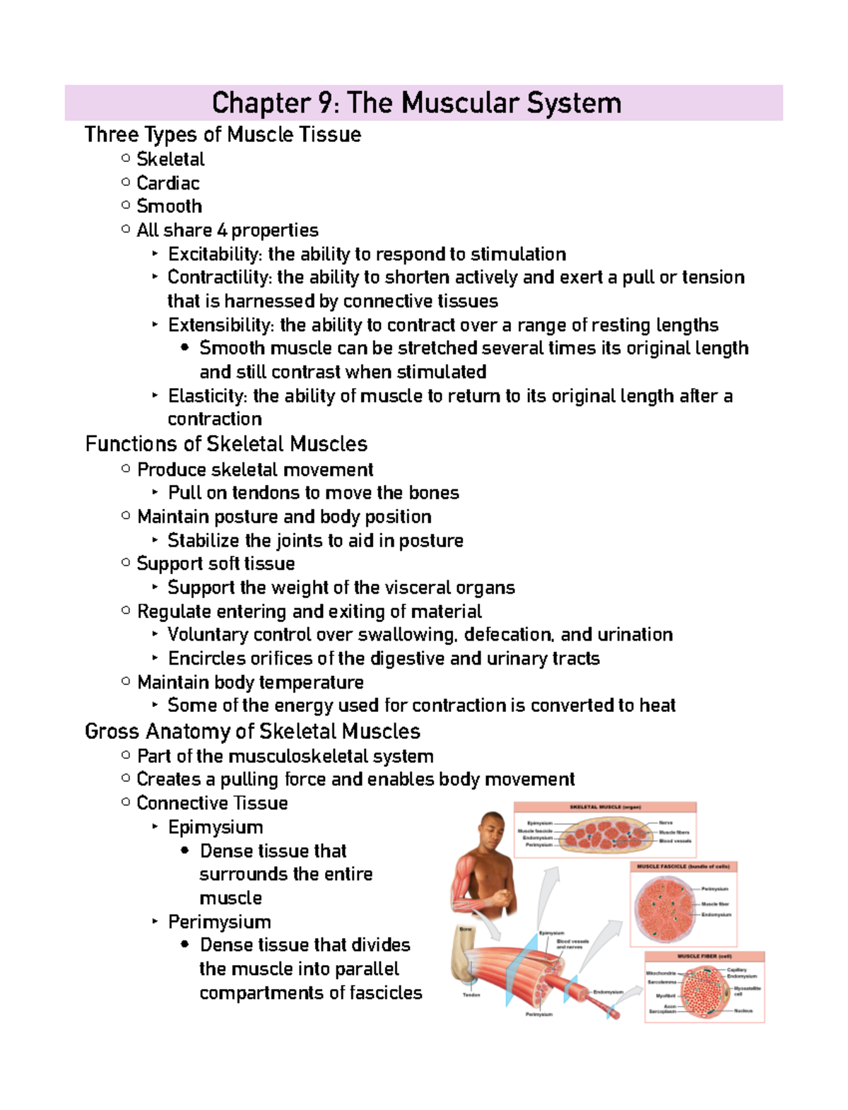 Chapter 9 Muscles - traugh - Chapter 9: The Muscular System Three Types ...