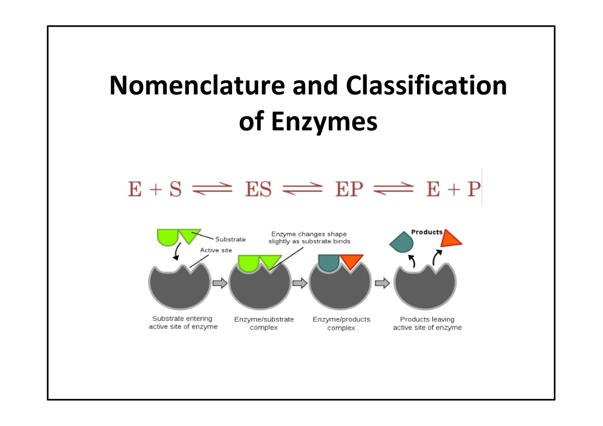 Nomenclature And Classification Of Enzymes Nomenclature And   Thumb 1200 848 