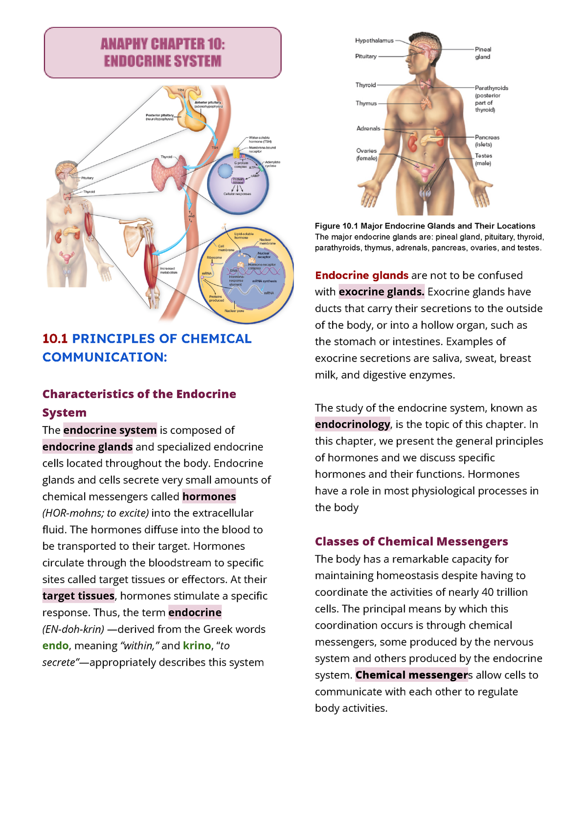 Anaphy Finals - Endocrine - 10 PRINCIPLES OF CHEMICAL COMMUNICATION ...