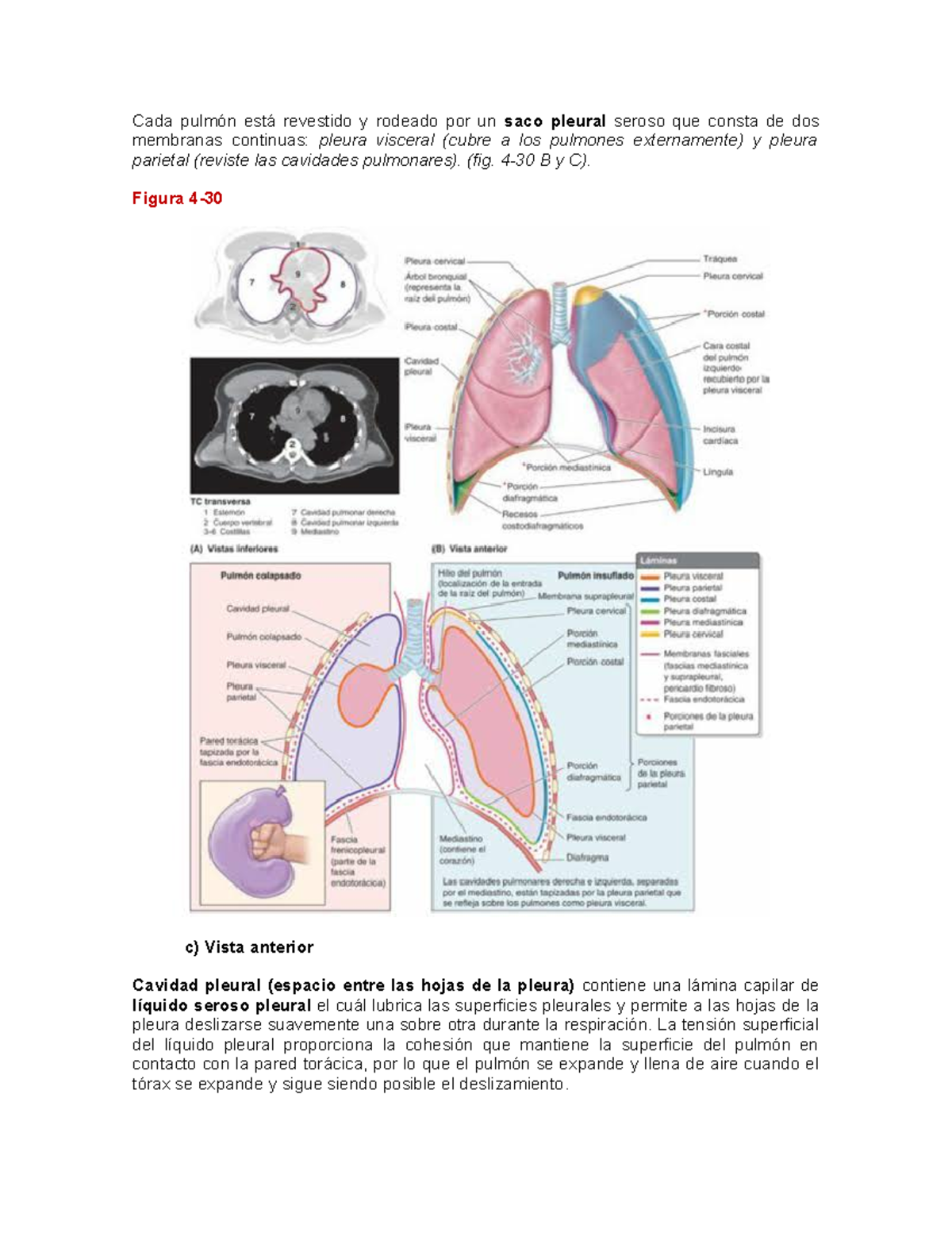 Estructura De Los Pulmones Salud Y Pleura Diafragma Y Respiracion Y Images Nbkomputer