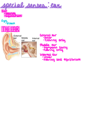 Endocrine System Lecture Notes Google Drive Overview Acts W