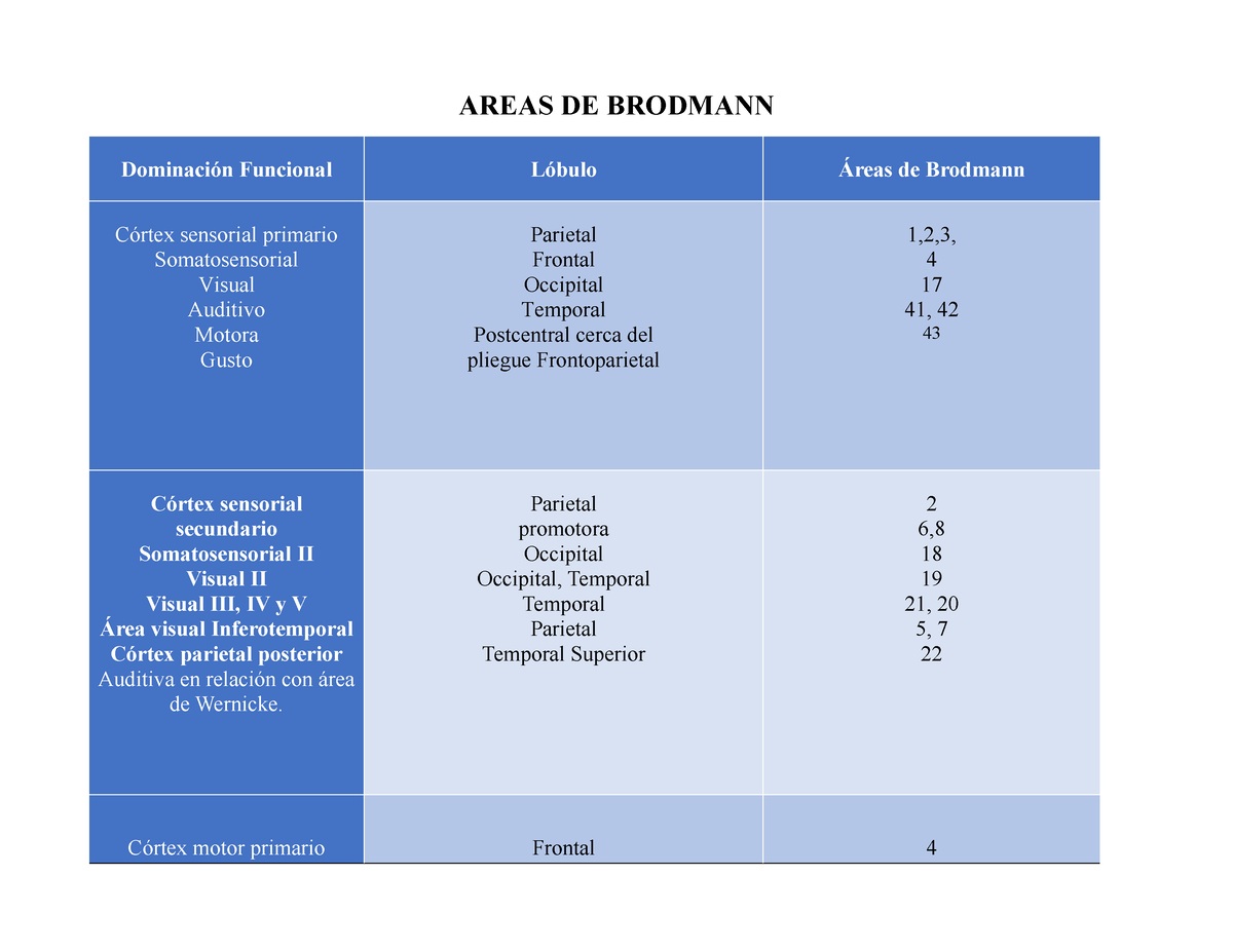 Areas DE Brodmann Cuadro - AREAS DE BRODMANN Dominación Funcional ...