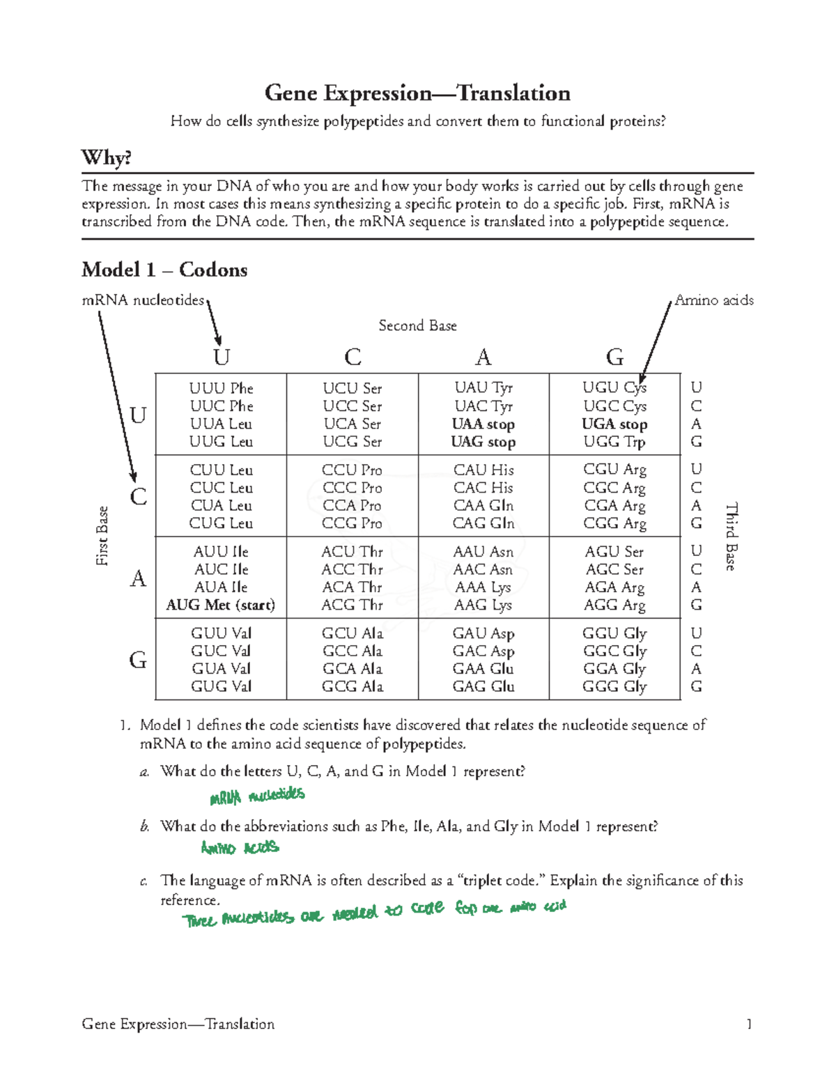 Gene+Expression-Translation+2021 - Gene Expression—Translation 1 Gene ...
