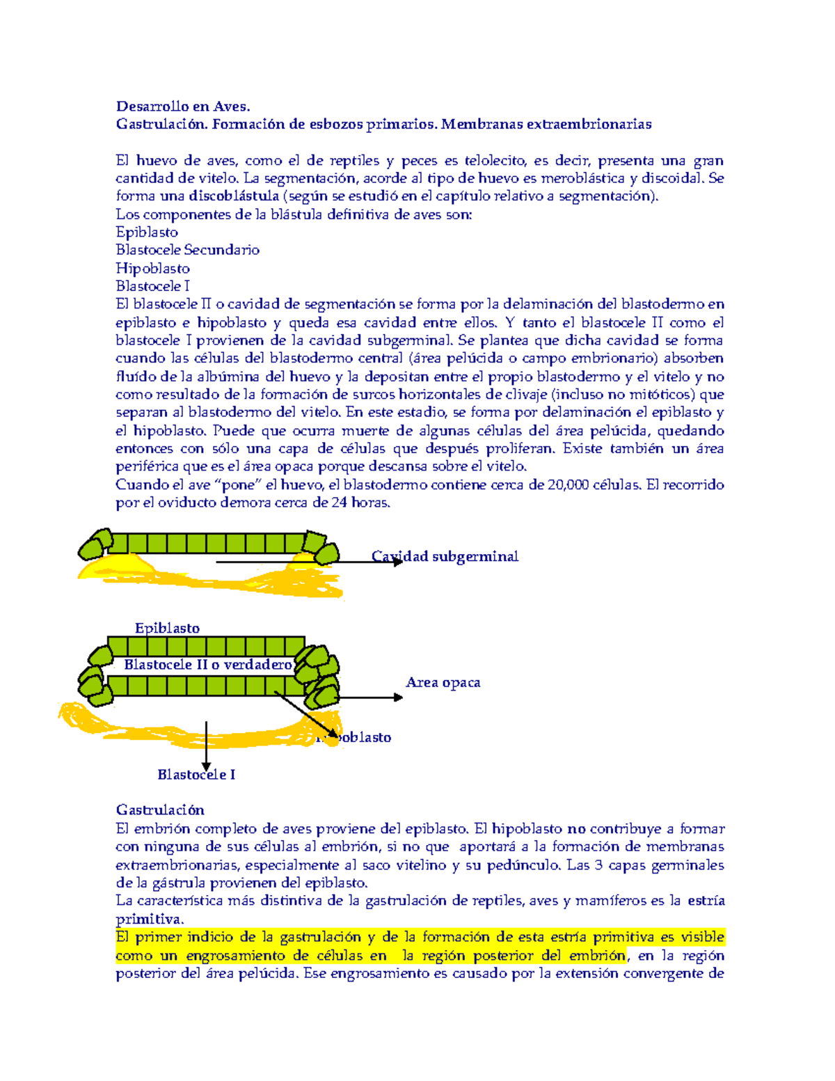 gastrulación de aves