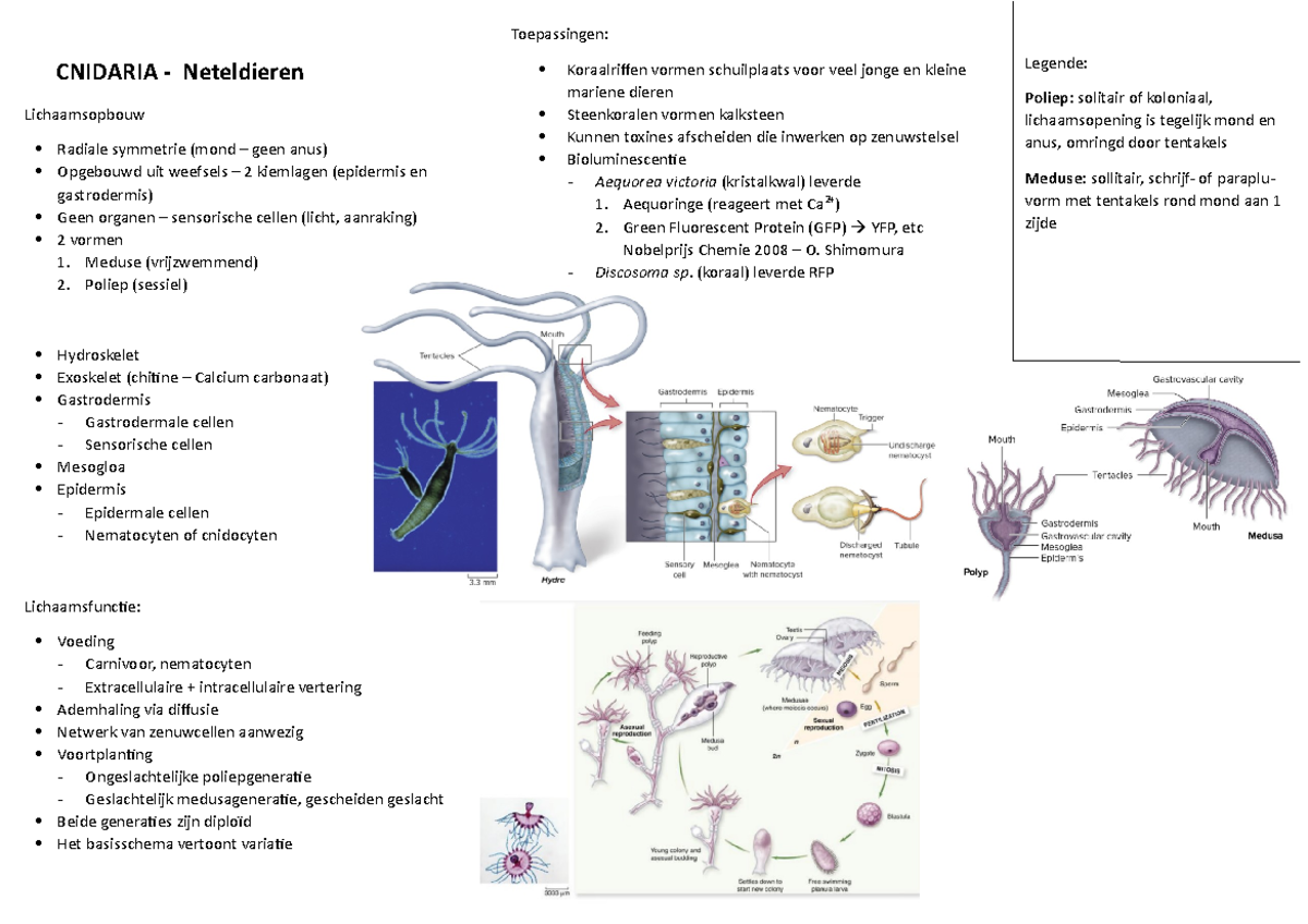 Cnidaria overzichtsschema op 1 bladzijde - CNIDARIA - Neteldieren ...
