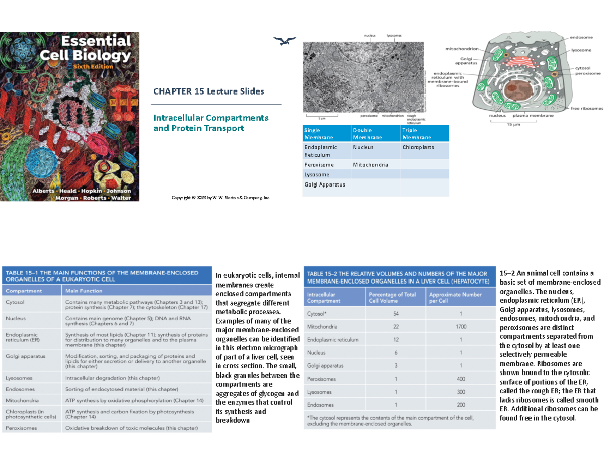Ch 15: Protein sorting - CHAPTER 15 Lecture Slides Intracellular ...