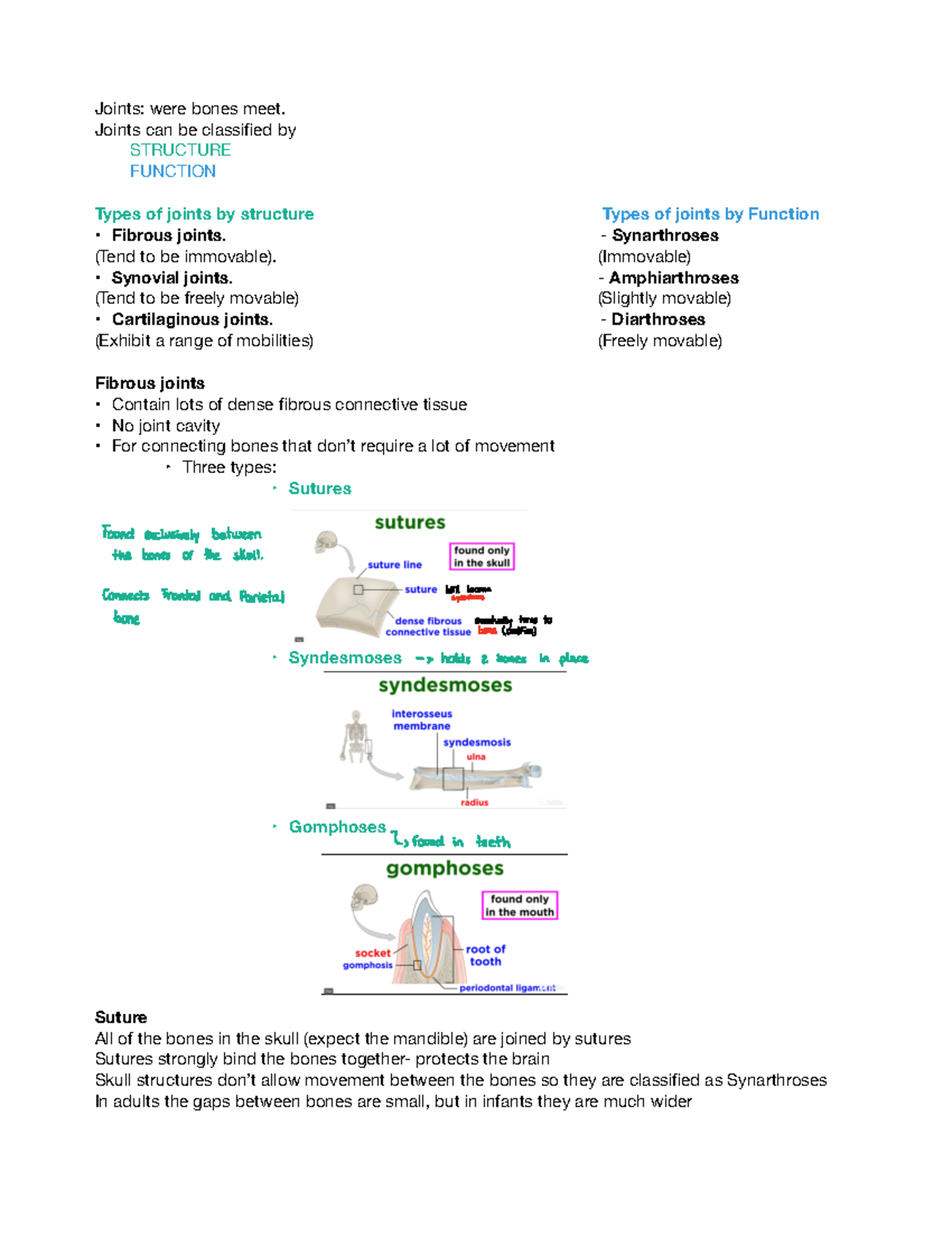 Week 7 Joints and movement Playposit - Joints: were bones meet. Joints ...