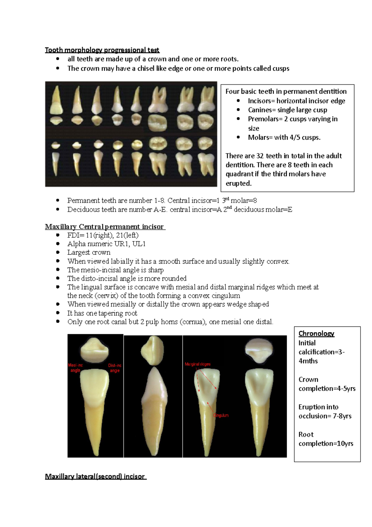 Tooth Morphology Test And Its Chronology Maxillary Canine - Tooth ...