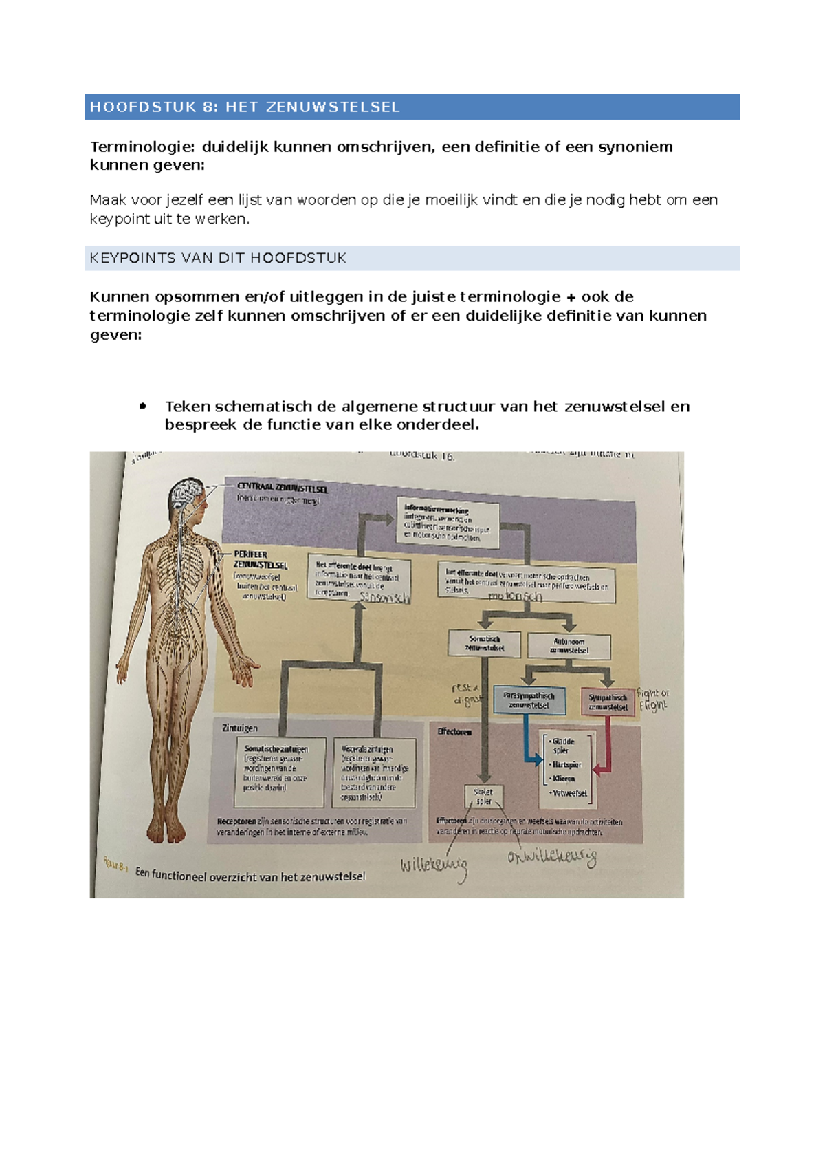 Keypoint Zenuwstelsel - HOOFDSTUK 8: HET ZENUWSTELSEL Terminologie ...