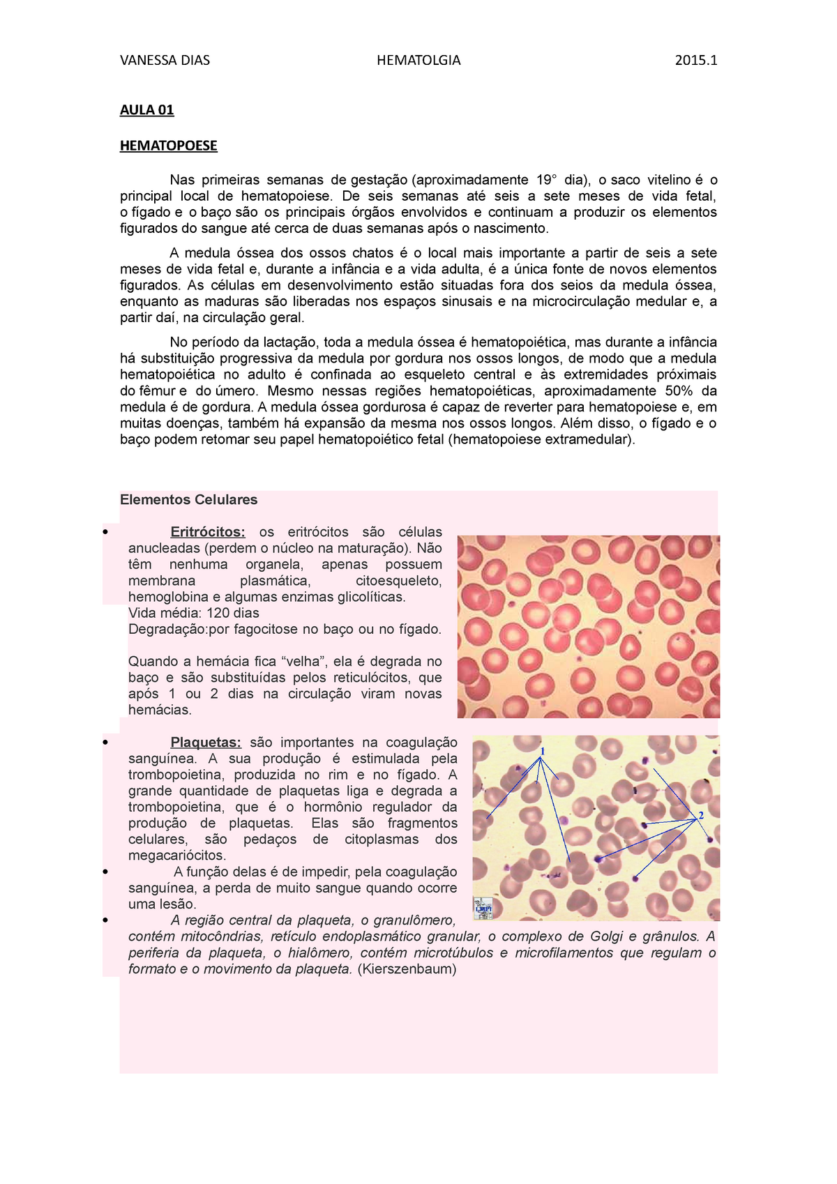 Hematologia Avalia O Global Resumo Aula Hematopoese Nas Primeiras Semanas De Gesta O