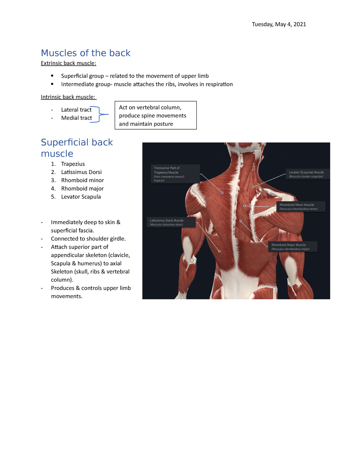 Muscles Of The Back Anatomy 1 Med106 Muscles Of The Back Extrinsic Back Studocu