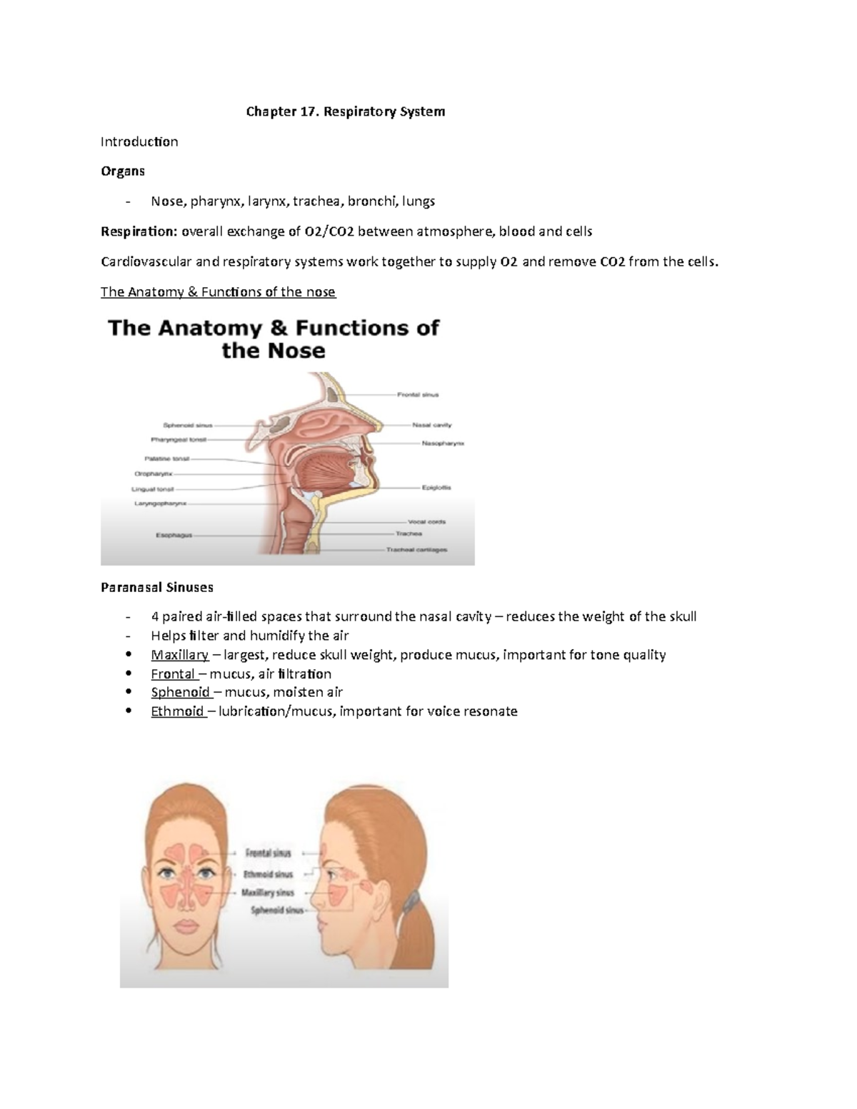 Chapter 17 Respiration copy - Chapter 17. Respiratory System ...