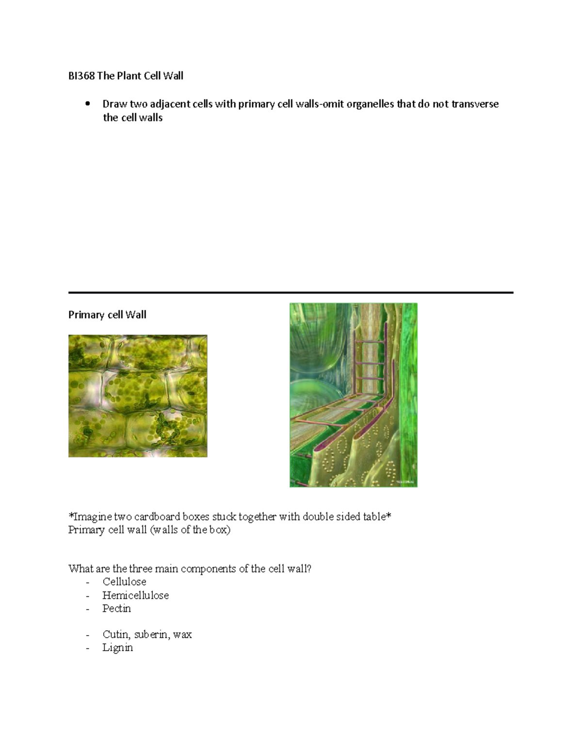 bi368-the-plant-cell-wall-5-um-wide-4-7-um-in-length-cellulose