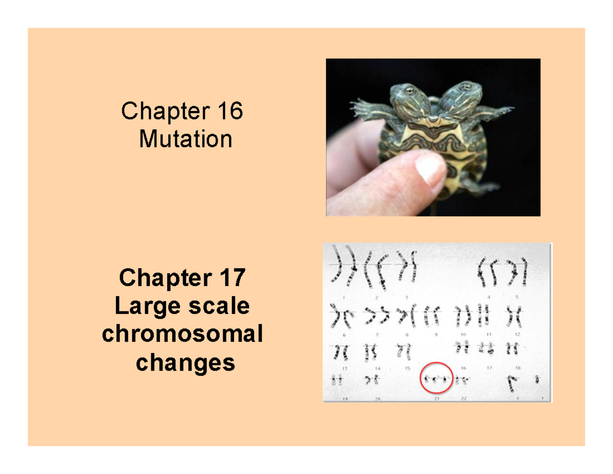 Chapter 17 for BB - Lecture notes 17 - Chapter 16 Mutation Chapter 17 ...