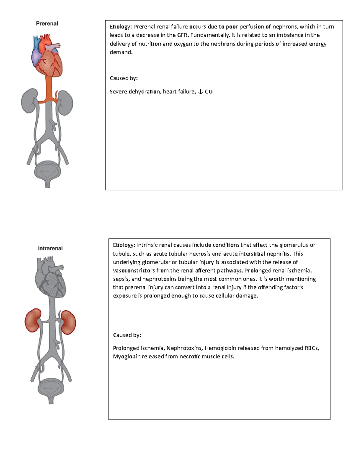 Acute kidney injury - Etiology: Prerenal renal failure occurs due to ...