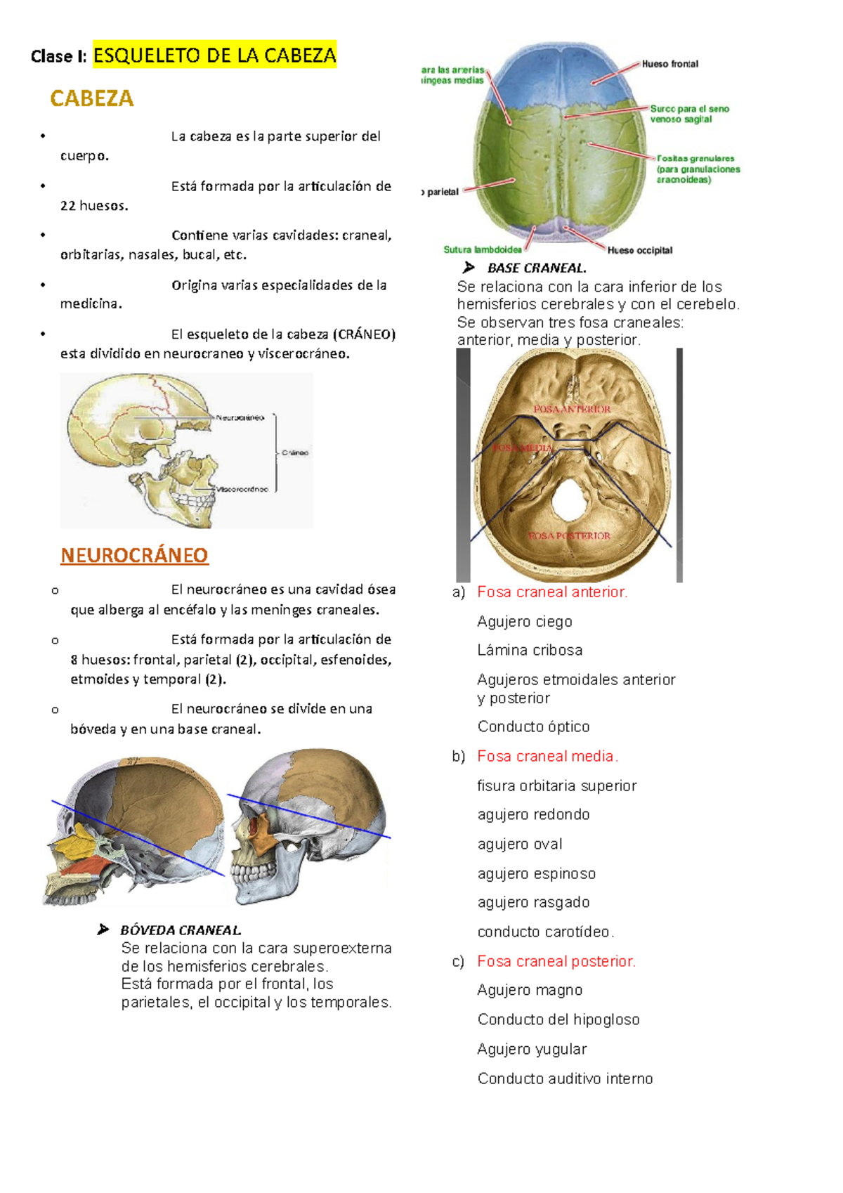 Neurocraneo Y Viscerocraneo Resumen - Clase I: ESQUELETO DE LA CABEZA ...