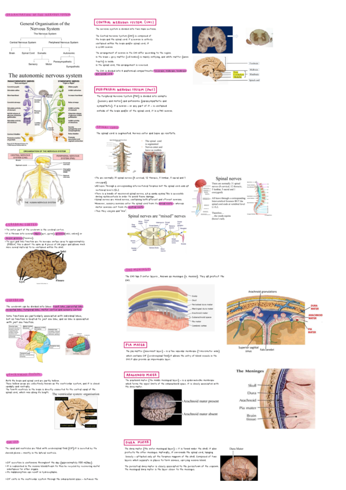 Organisation of the nervous system - 4BBY1030 - Studocu