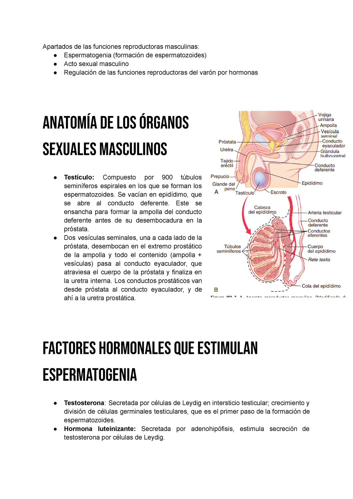 Fisiología De Las Hormonas Masculinas Apartados De Las Funciones Reproductoras Masculinas 1177