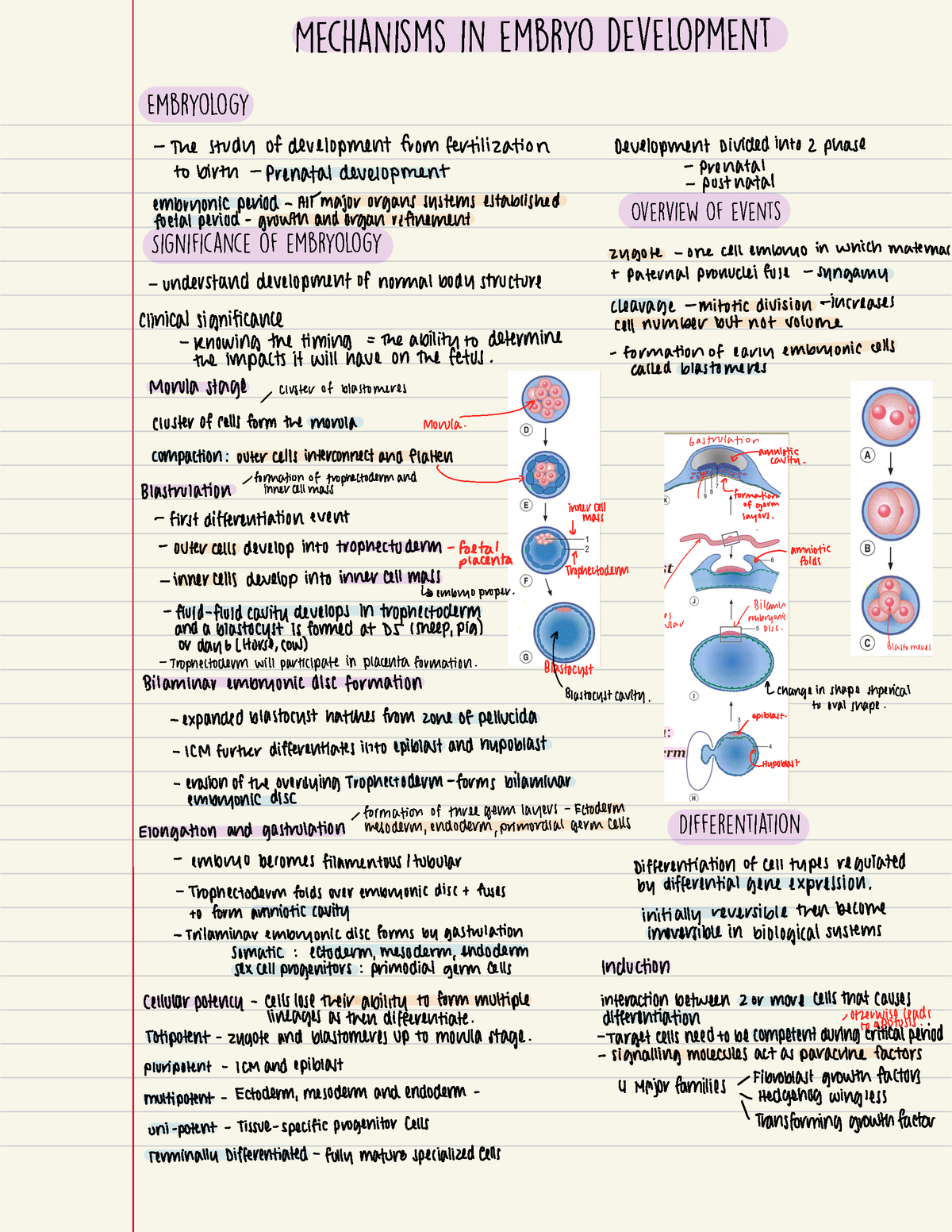 embryology-notes-2022-mechanisms-in-embryo-development-embryology