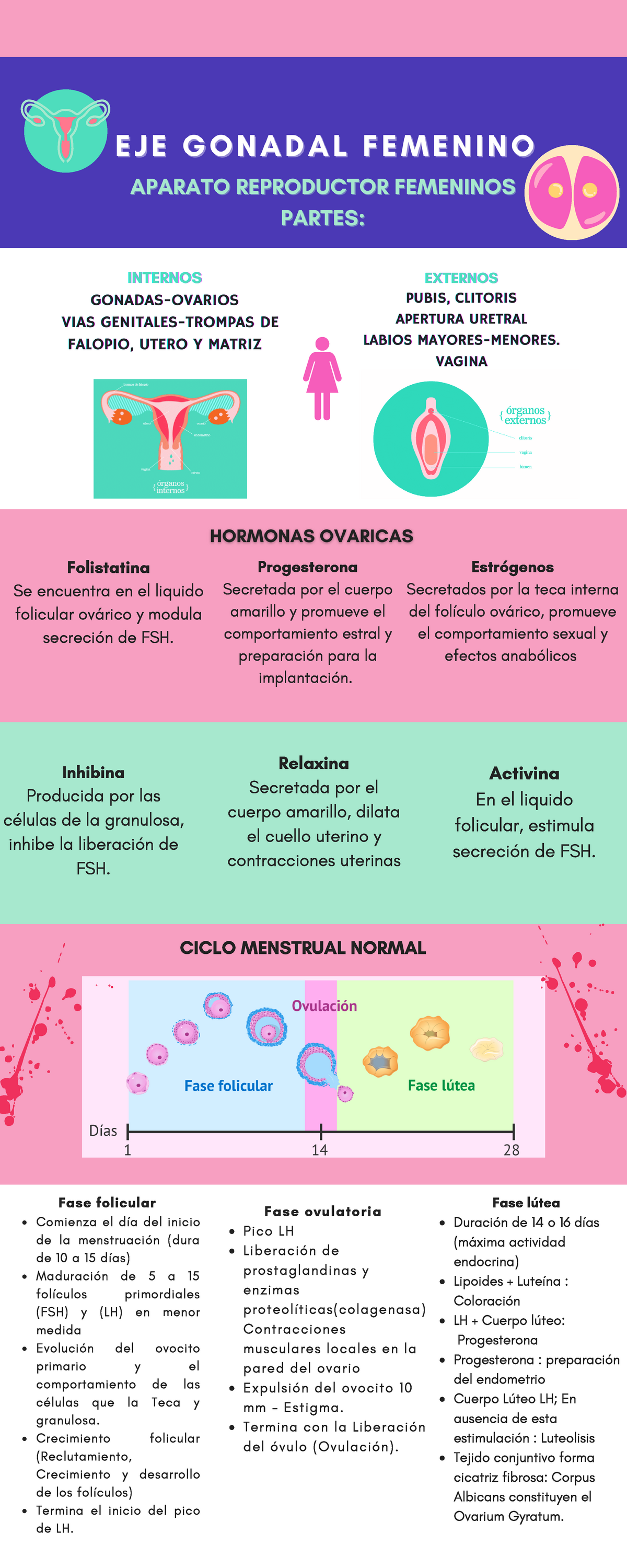 Eje Gonadal Femenino Infografia Comienza El Día Del Inicio De La Menstruación Dura De 10 A 3881