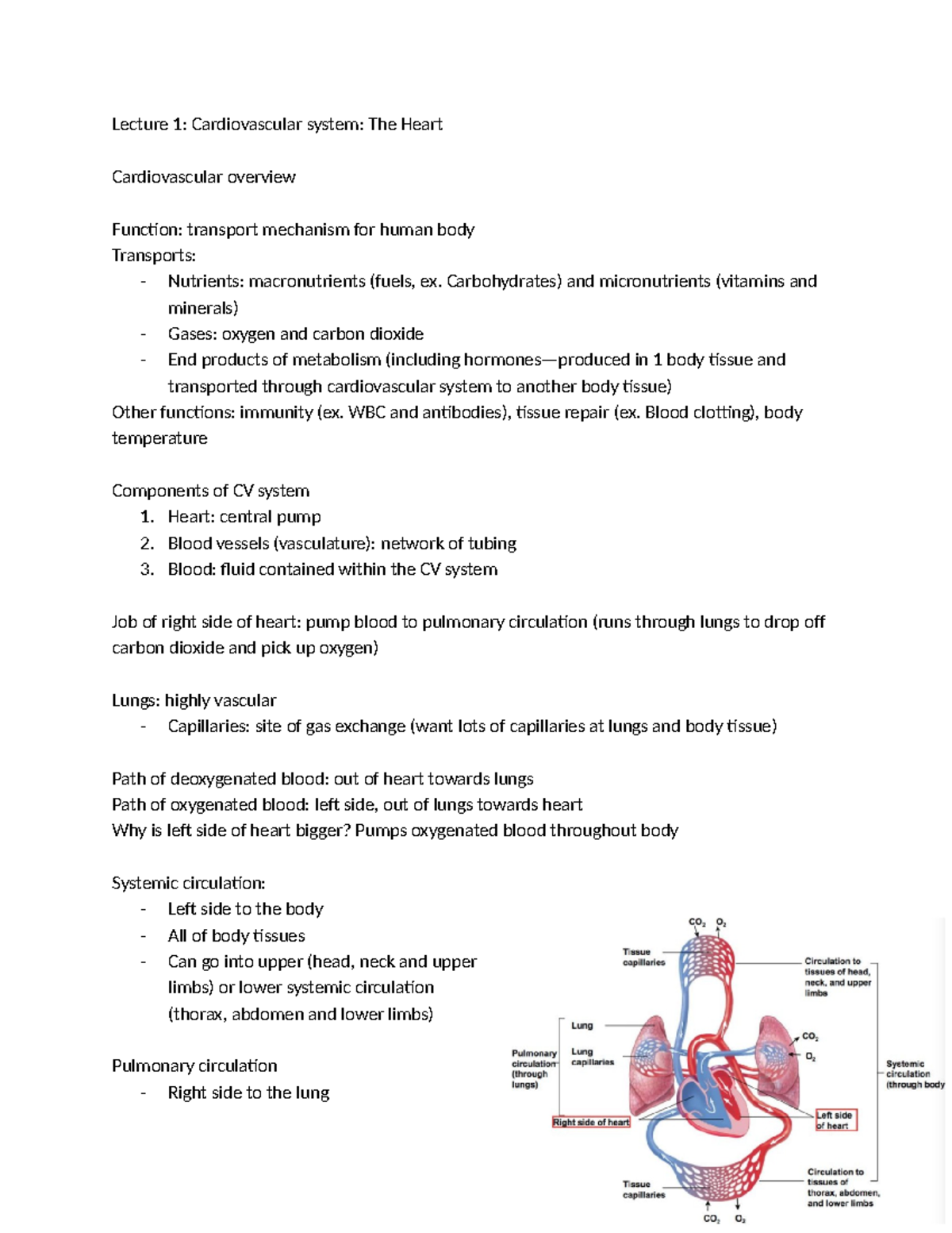 Test one review - Lecture 1: Cardiovascular system: The Heart ...