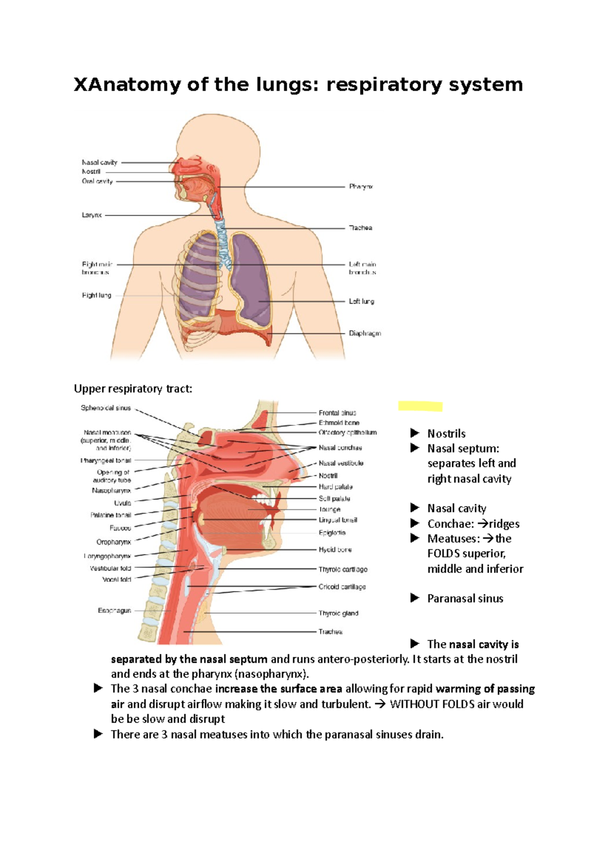 WEEK 12 Anatomy of the lungs - XAnatomy of the lungs: respiratory ...