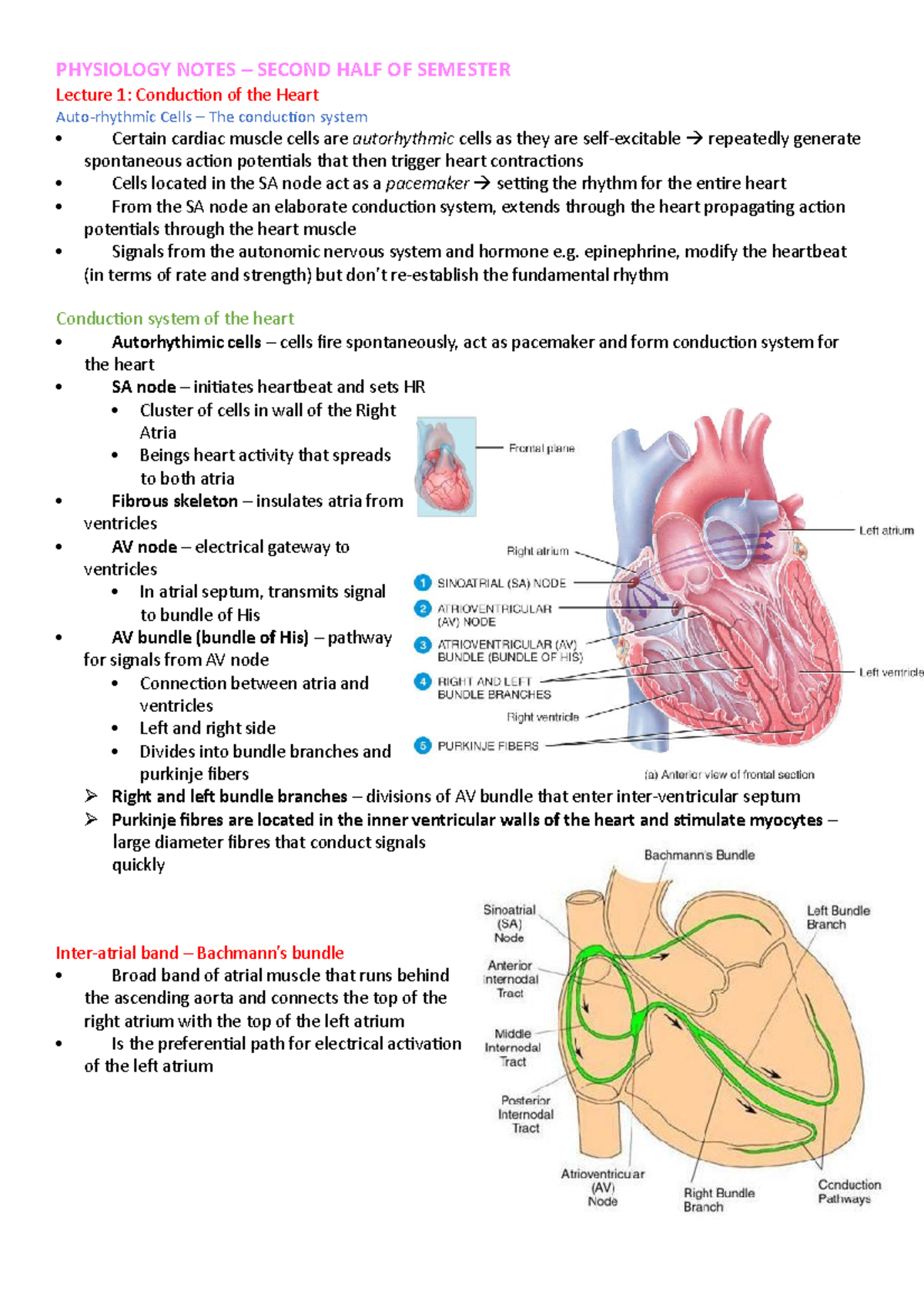 Physiology notes 2 - Lecture Summaries - PHYSIOLOGY NOTES – SECOND HALF ...