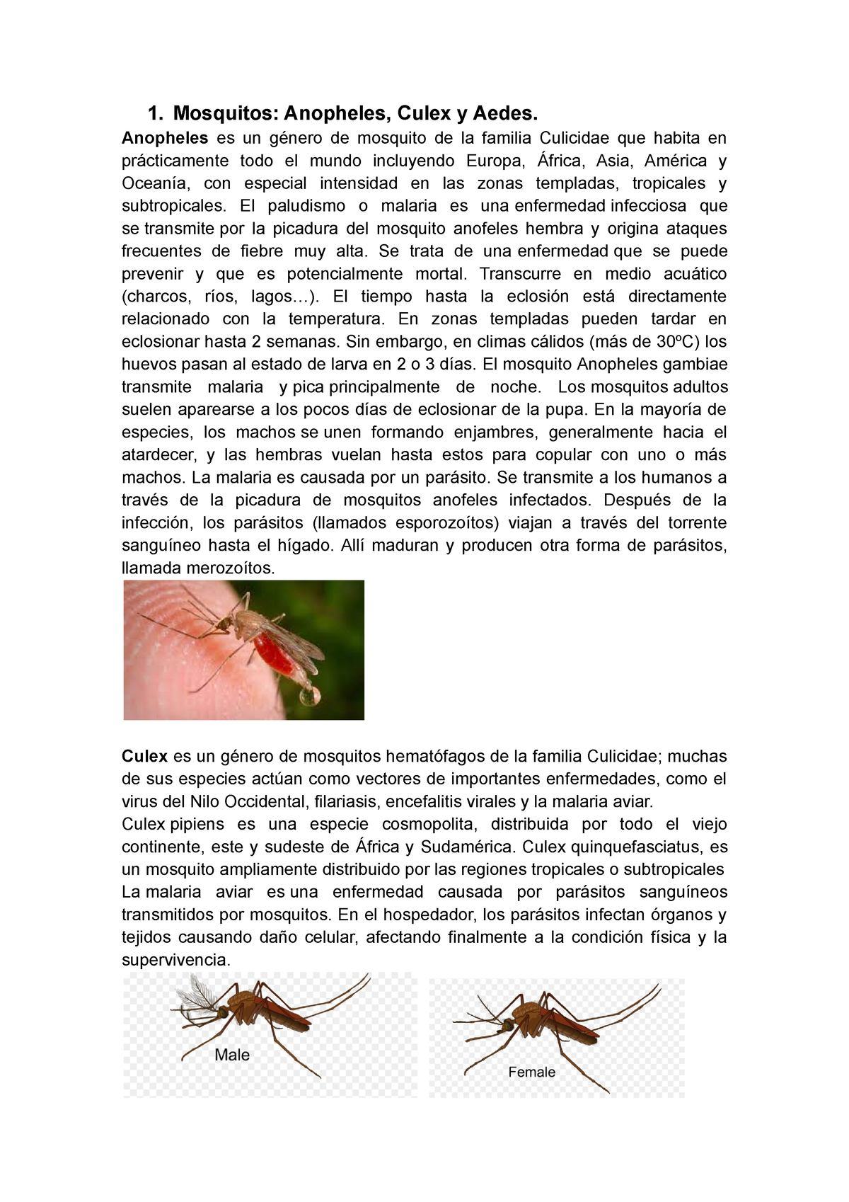 6to Resumen Artropodos - 1. Mosquitos: Anopheles, Culex Y Aedes ...