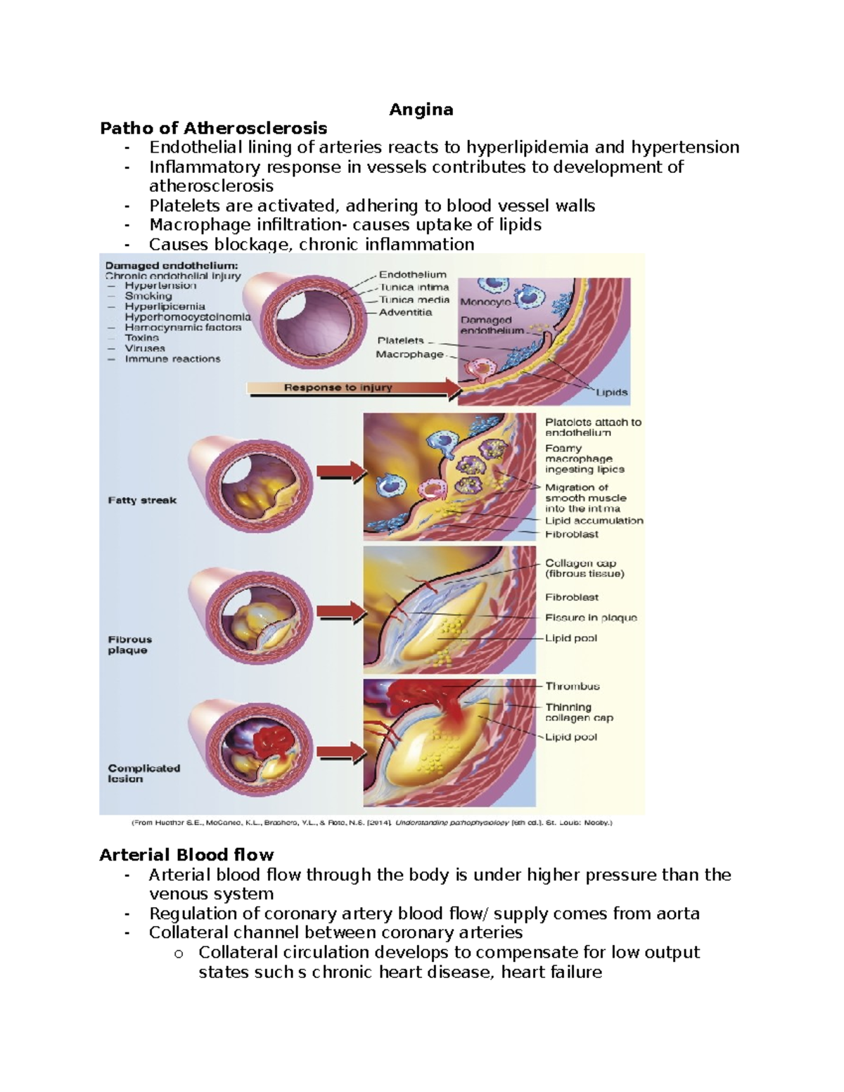 Angina - Angina Patho of Atherosclerosis Endothelial lining of arteries ...