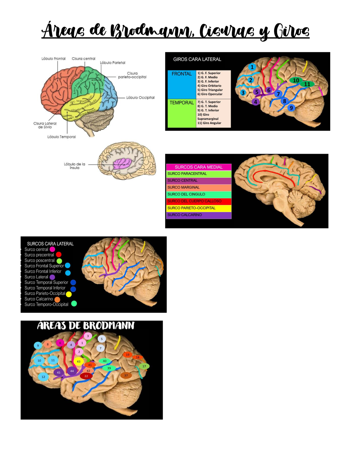 Reas De Brodmann Cisuras Y Giros Reas De Brodmann Cisuras Y Giros