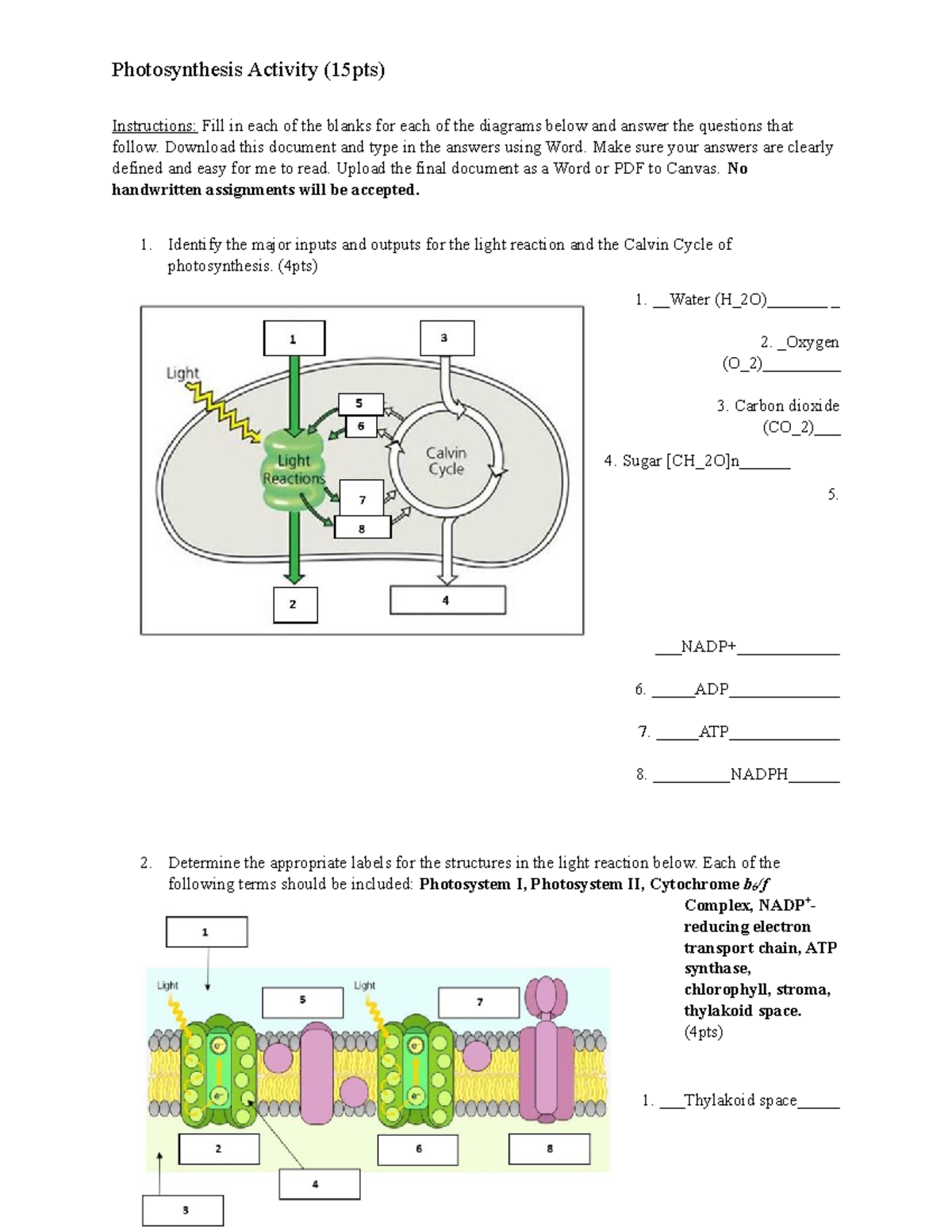 Respiration and Photosynthesis Activity - Photosynthesis Activity ...