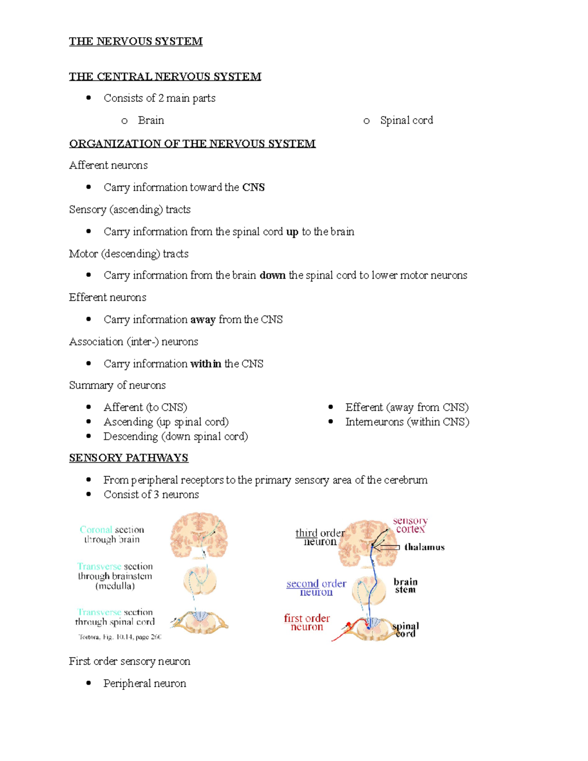 Nervous System - LECTURE NOTES - THE CENTRAL NERVOUS SYSTEM Consists Of ...