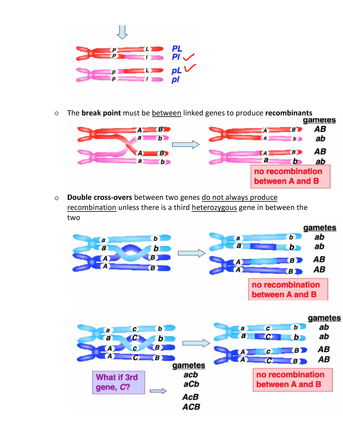 Linkage-4 - Genetics notes - P PL P PI p L pL p pl The break point must ...