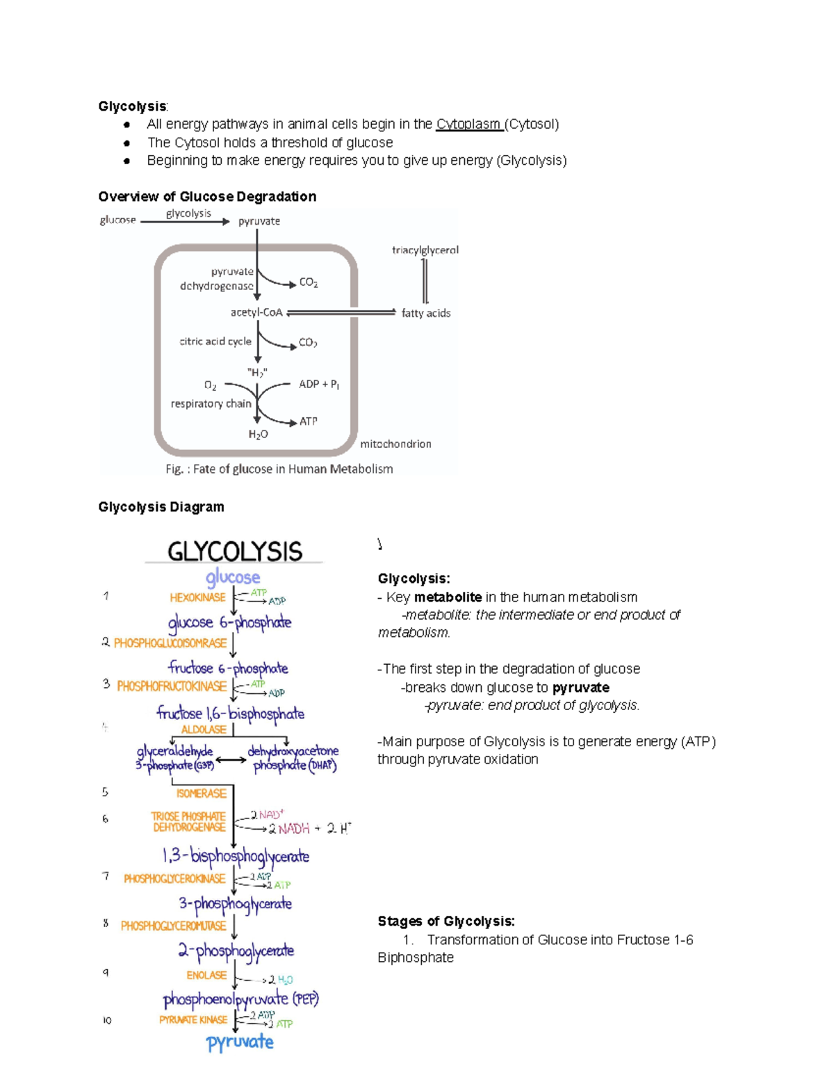 Unit 2- Metabolic Processes Note - Studocu