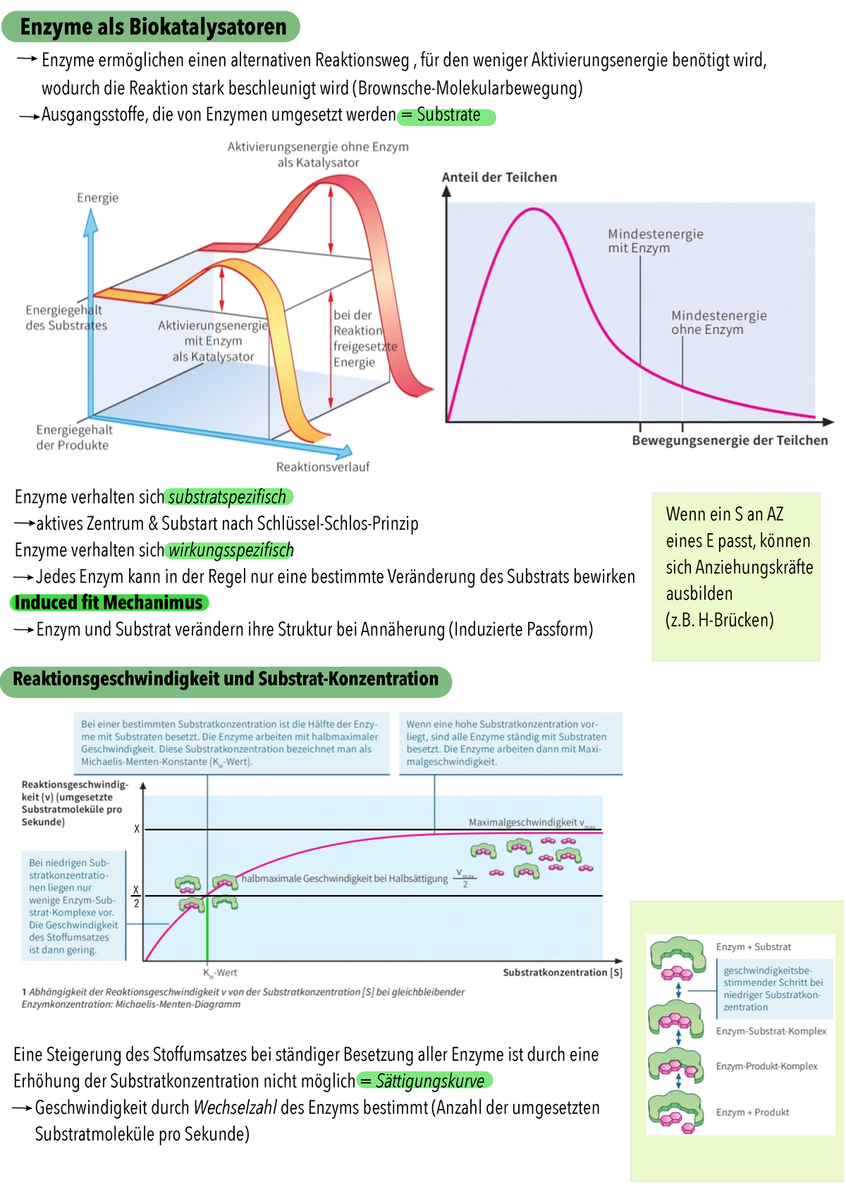 Enzymatik Funktionen Von Enzymen Enzyme Als Biokatalysatoren Enzyme Erm Glichen Einen