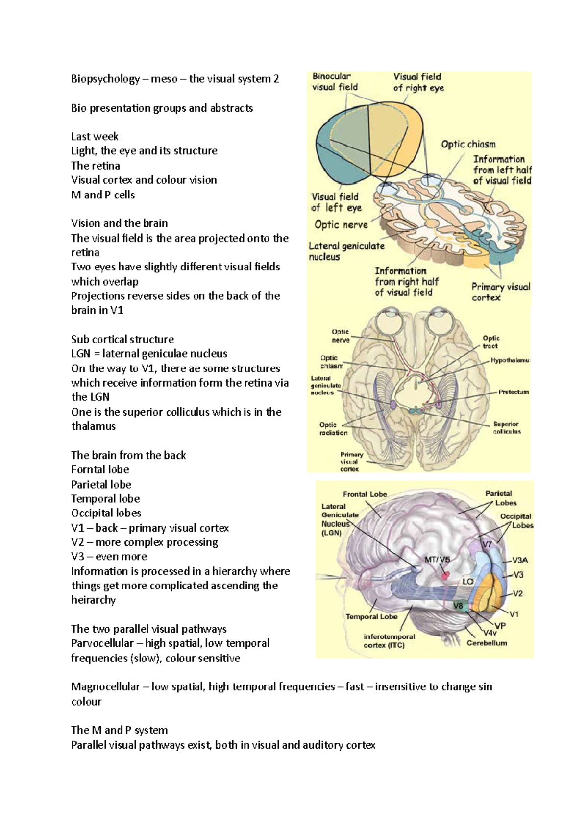 Biopsychology – meso – the visual system 2 - Biopsychology – meso – the ...