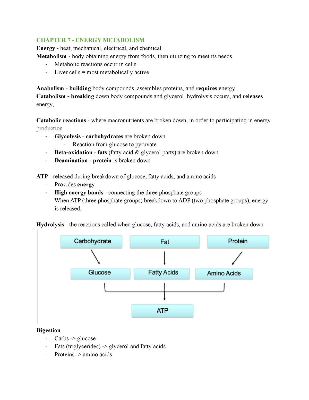 HUN1201 Notes Part 2 - CHAPTER 7 - ENERGY METABOLISM Energy - Heat ...