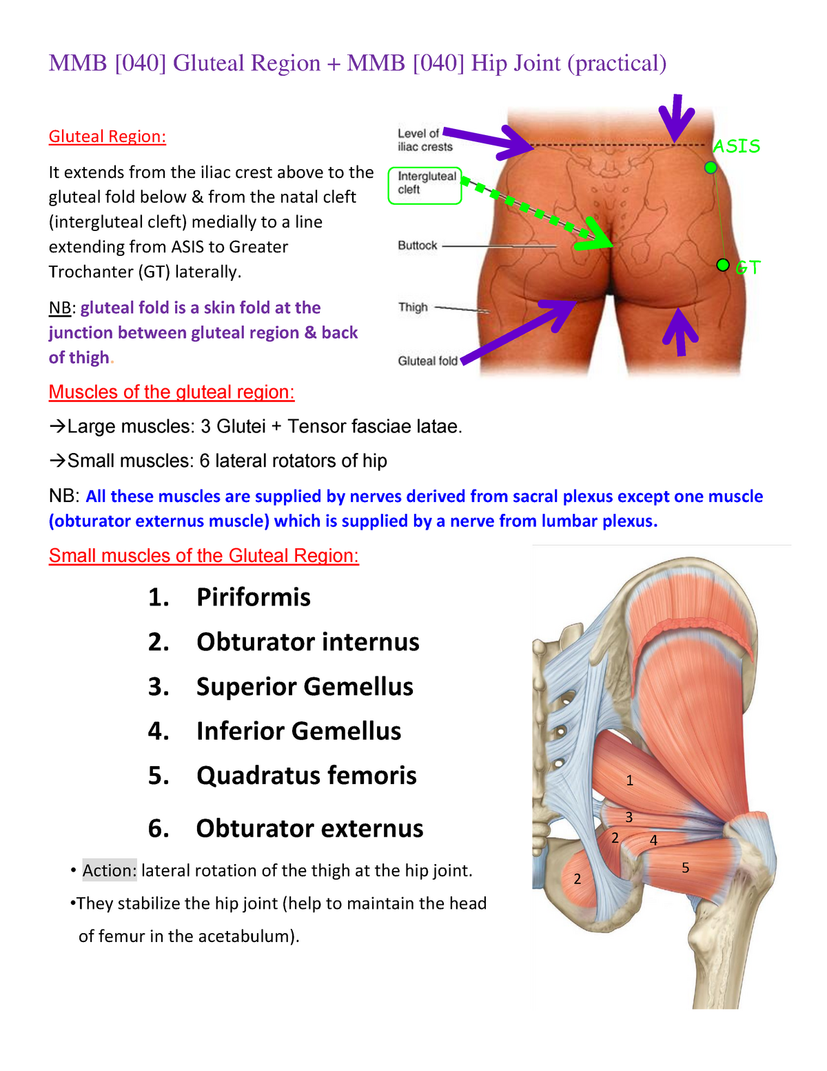 Diagram Of The Gluteal Fold 9422