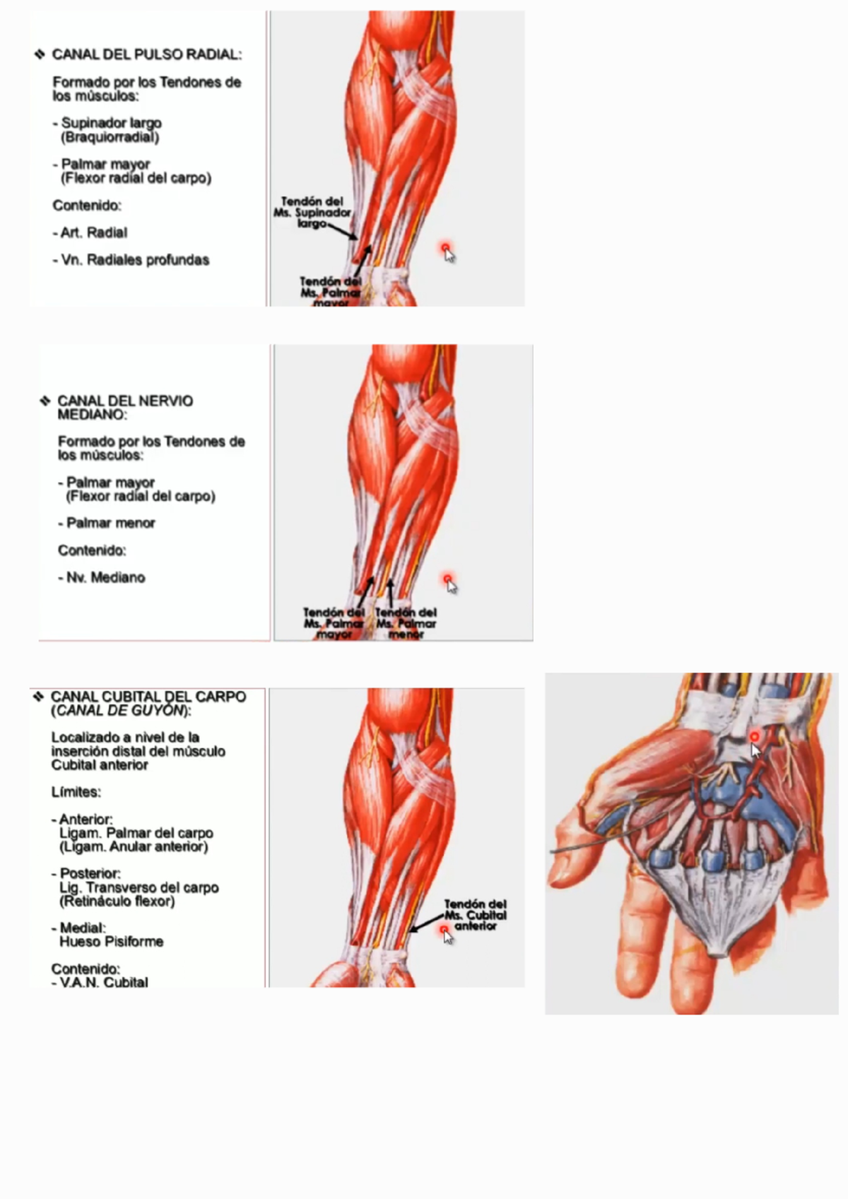 Anatomía muñeca mano 230908 181433 - CANAL DEL PULSO RADIAL: Formado ...