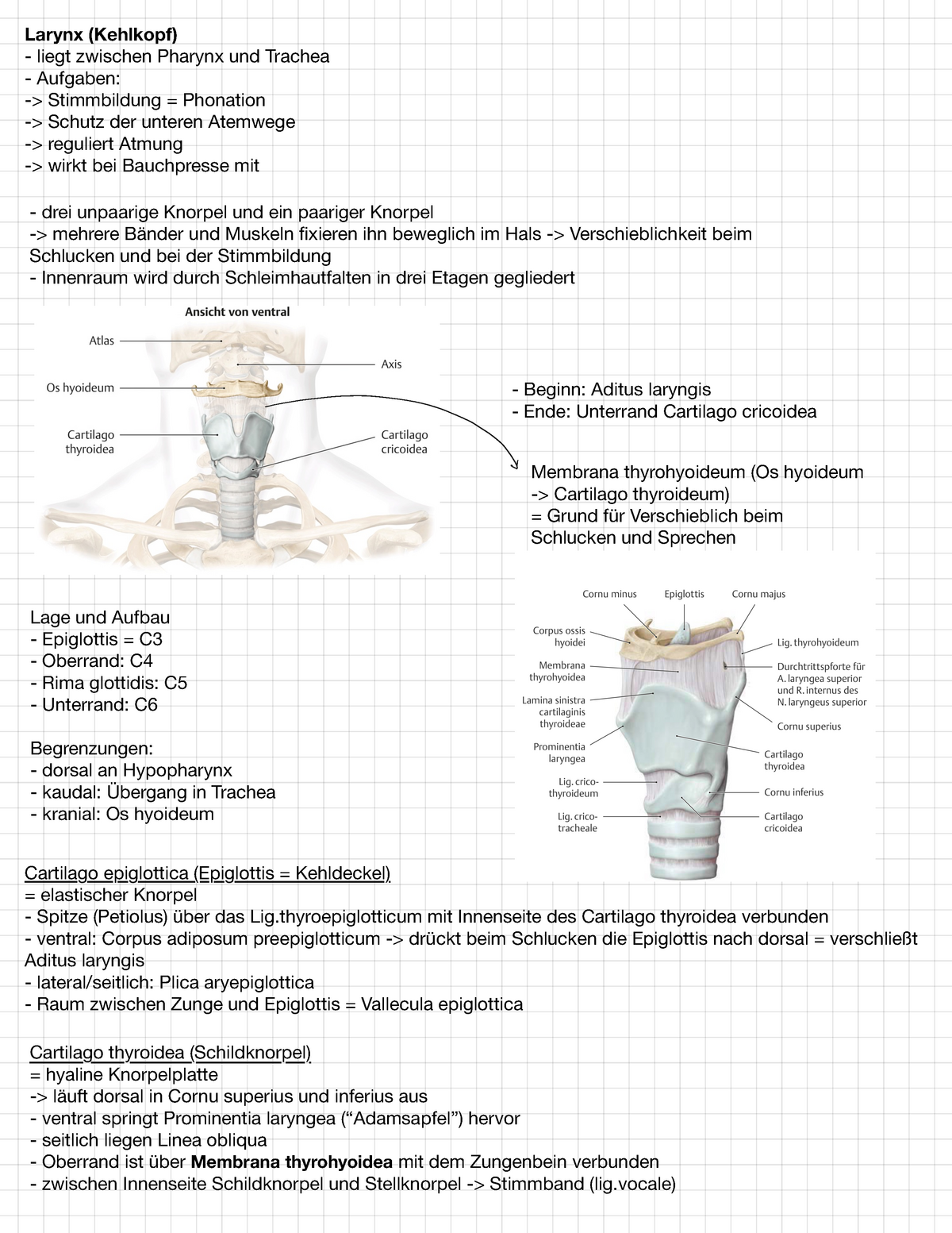 aditus laryngis