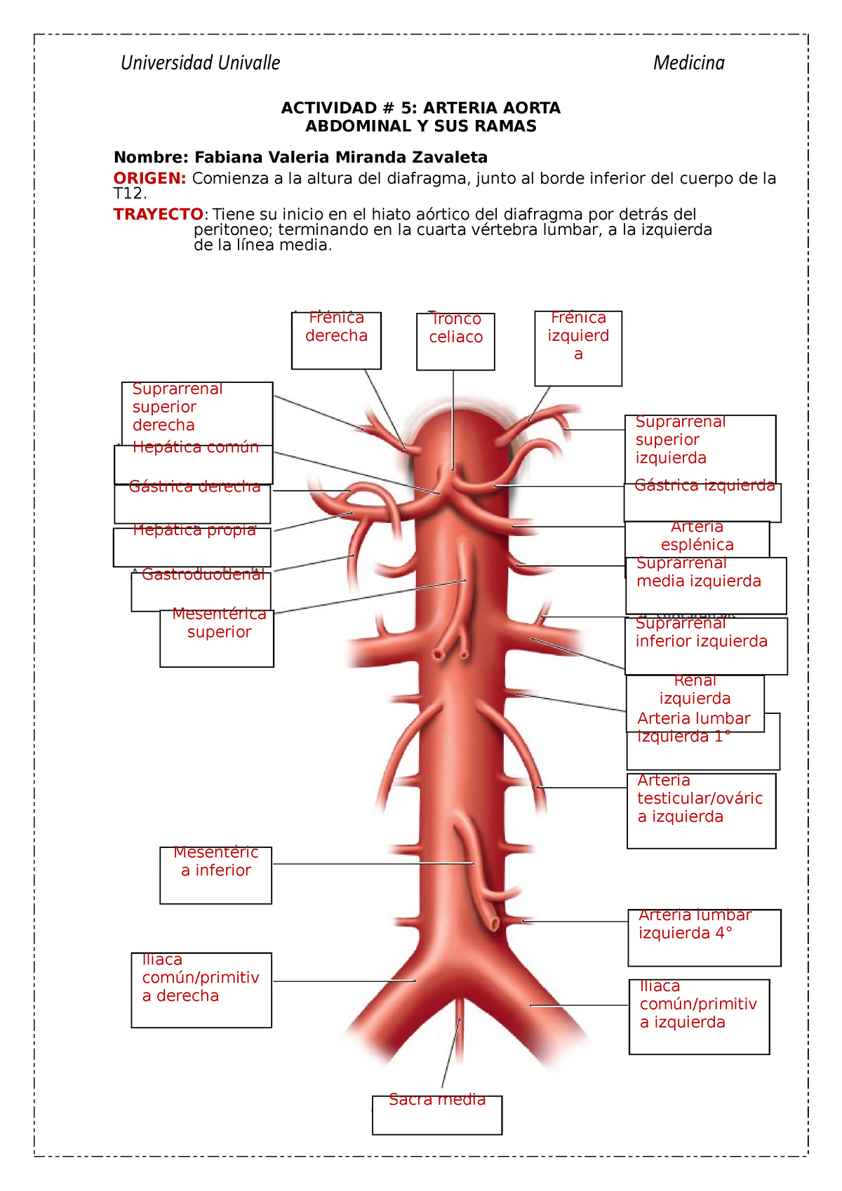 Arteria Aorta Abdominal Y Sus Ramas Universidad Univalle Medicina