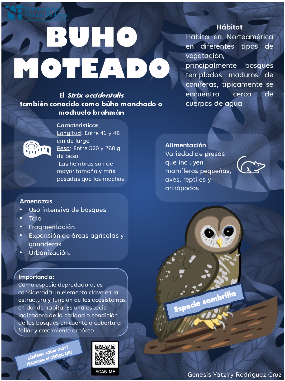 Buho moteado - BUHO MOTEADO El Strix occidentalis también conocido como ...