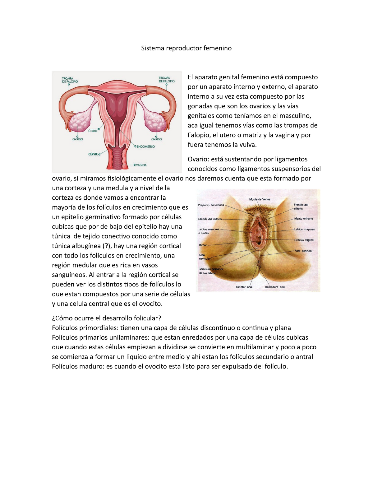 Sistema Reproductor Femenino Ciclo Menstrual Sistema Reproductor Femenino El Aparato Genital 2942