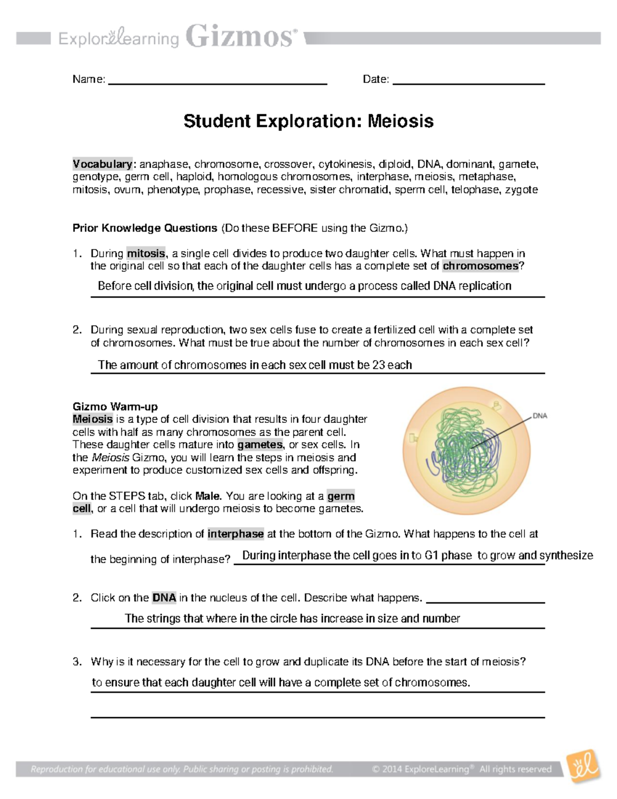 Meiosis SE - Help - Name: Date: Student Exploration: Meiosis Vocabulary ...