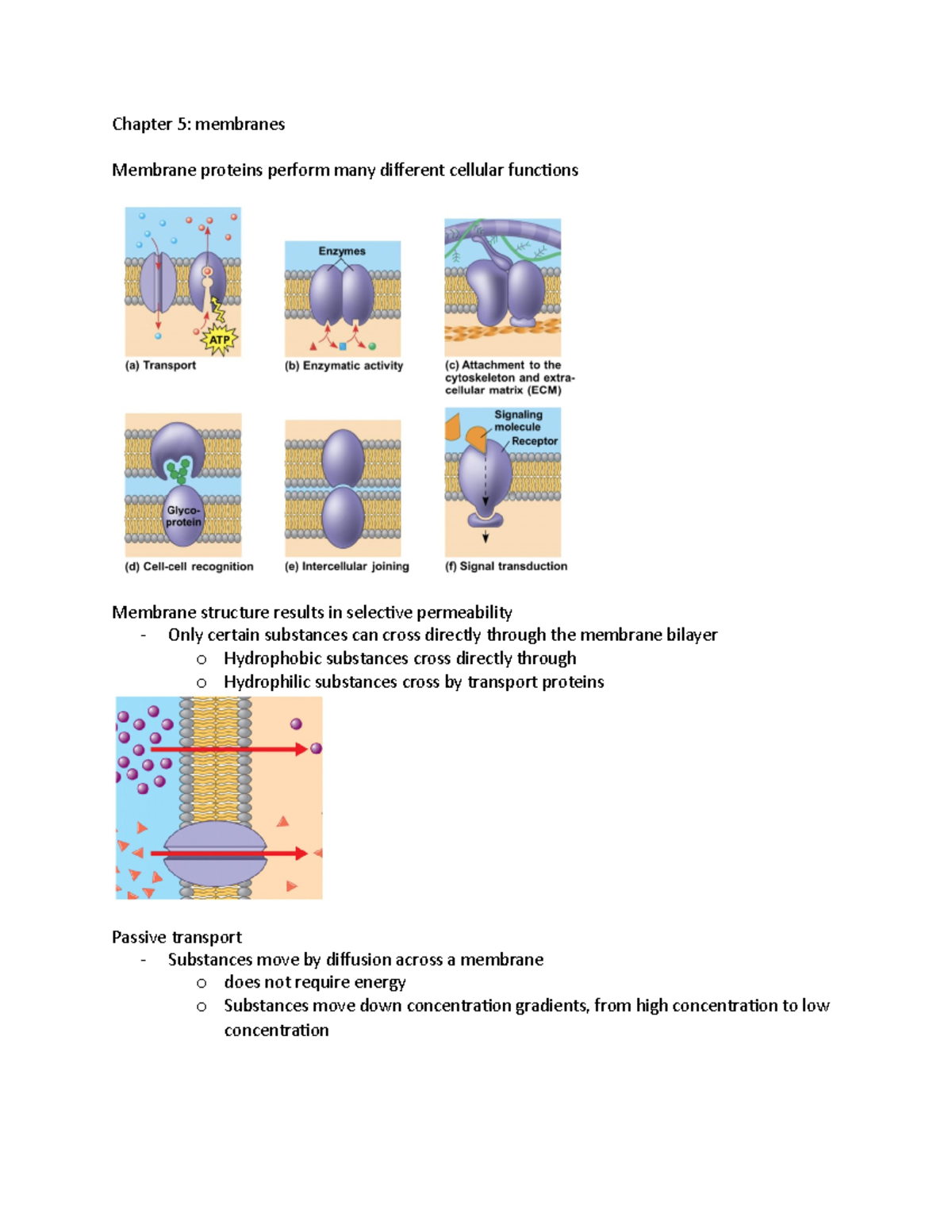 Chapter 5 Membranes 9:14 - Chapter 5: membranes Membrane proteins ...