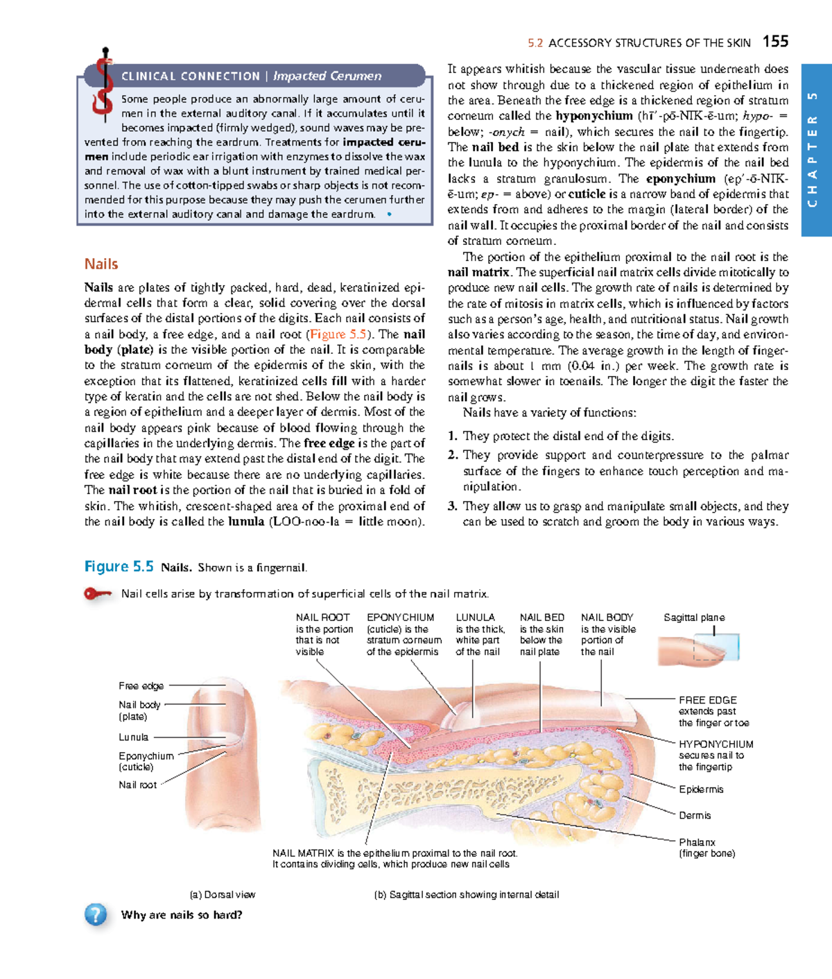 Anatomyand Physiology-63 - C H A P T E R 5 5 ACCESSORY STRUCTURES OF ...