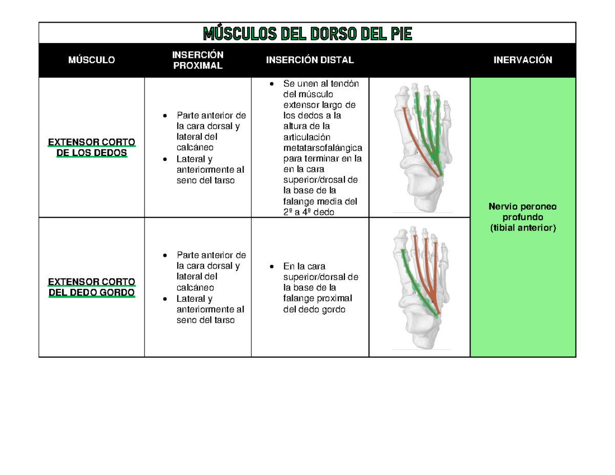 Cuadro DE Músculos DEL PIE AJUA - MÚSCULO INSERCIÓN PROXIMAL INSERCIÓN ...
