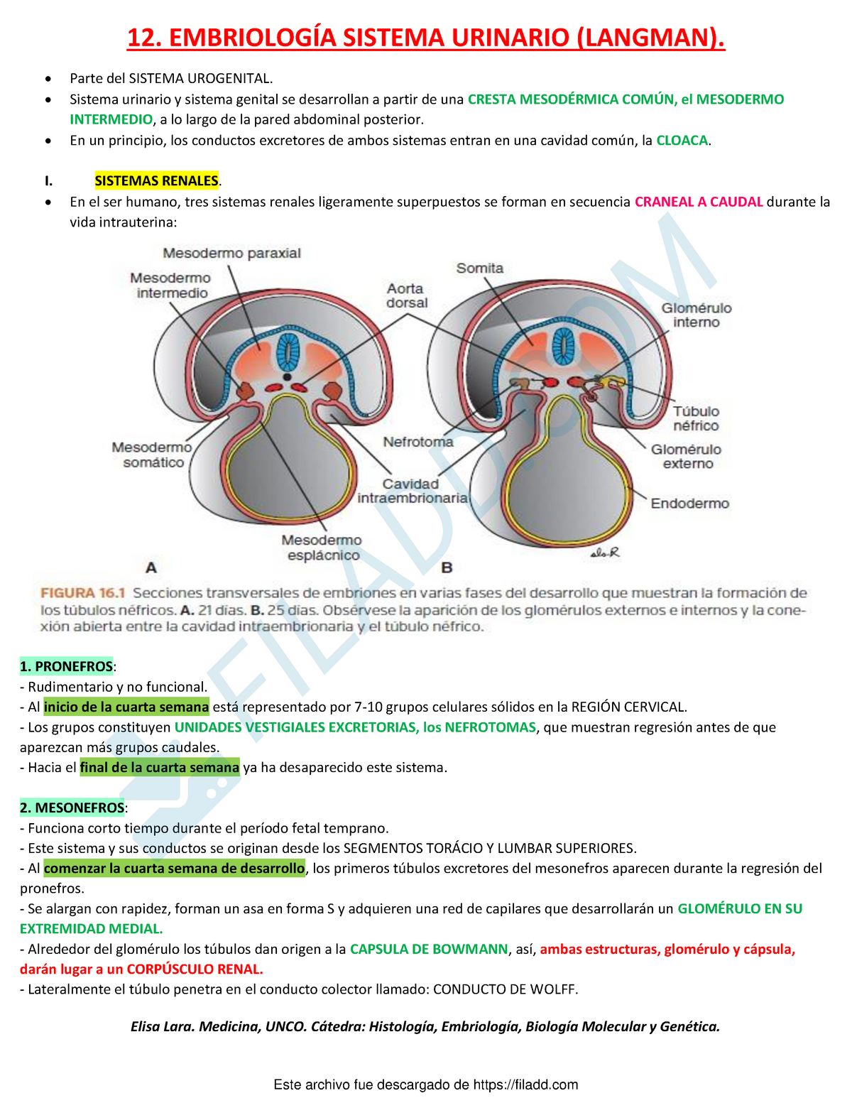 Embriologia Sistema Urinario Elisa Lara Medicina UNCO Cátedra Histología Embriología